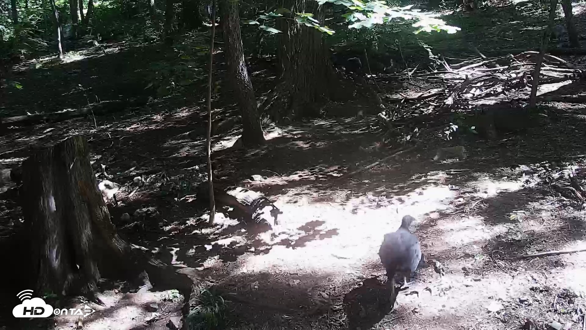 Snapshot of Off-Exhibit Red Wolves Live Cam | Wolf Center taken Aug 15, 2026, 11:31am EDT