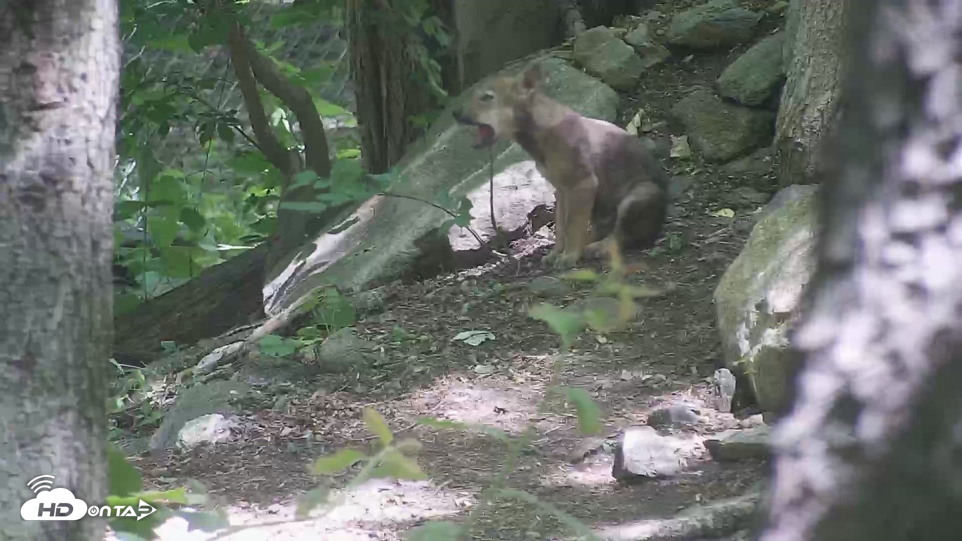Snapshot of Off-Exhibit Red Wolves Live Cam | Wolf Center taken Jun 8, 2026, 11:25am EDT