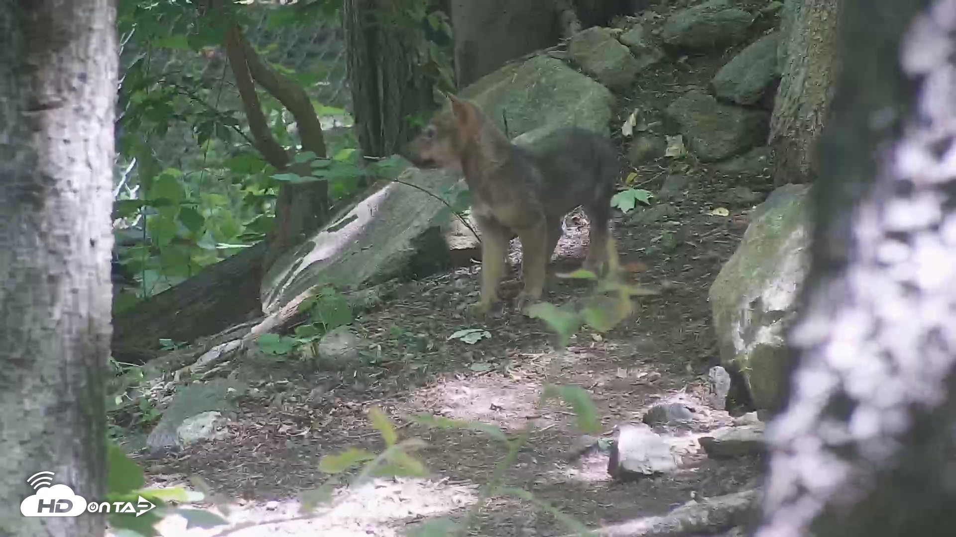 Snapshot of Off-Exhibit Red Wolves Live Cam | Wolf Center taken Jun 8, 2026, 11:26am EDT