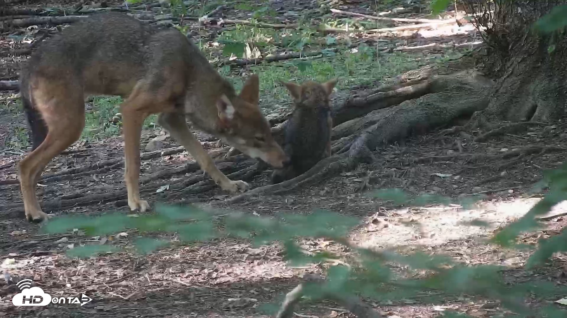 Snapshot of Off-Exhibit Red Wolves Live Cam | Wolf Center taken Jul 23, 2026, 6:29pm EDT