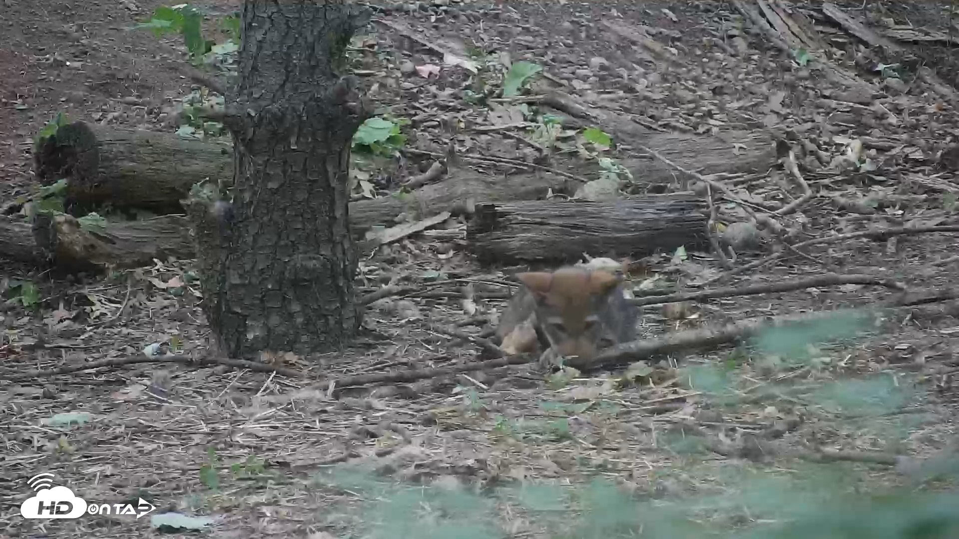 Snapshot of Off-Exhibit Red Wolves Live Cam | Wolf Center taken Jun 22, 2026, 9:24am EDT