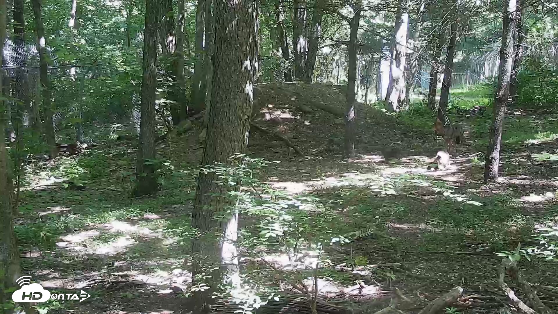 Snapshot of Off-Exhibit Red Wolves Live Cam | Wolf Center taken Jun 4, 2026, 10:42am EDT