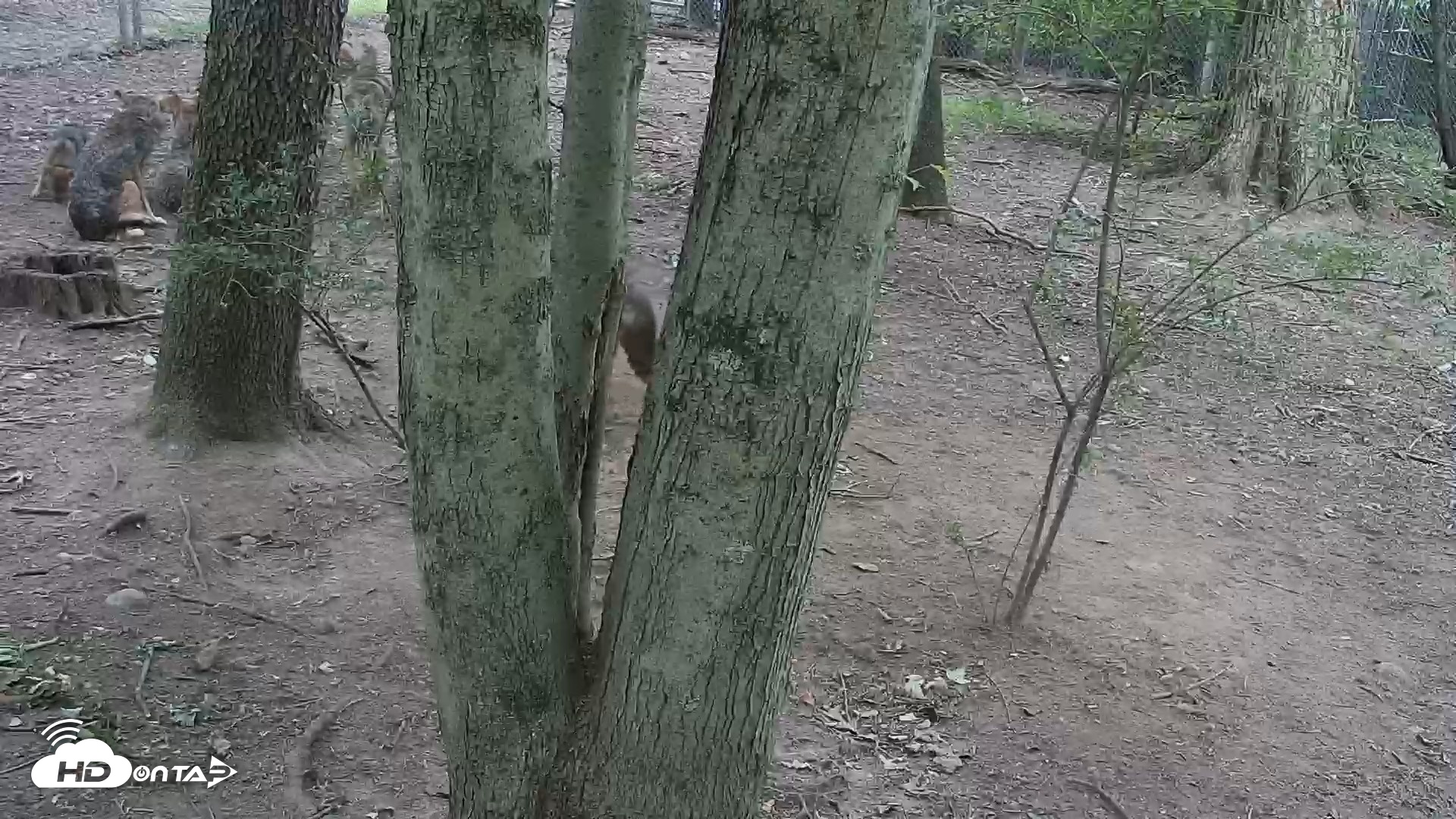 Snapshot of Off-Exhibit Red Wolves Live Cam | Wolf Center taken Jun 22, 2026, 9:40am EDT