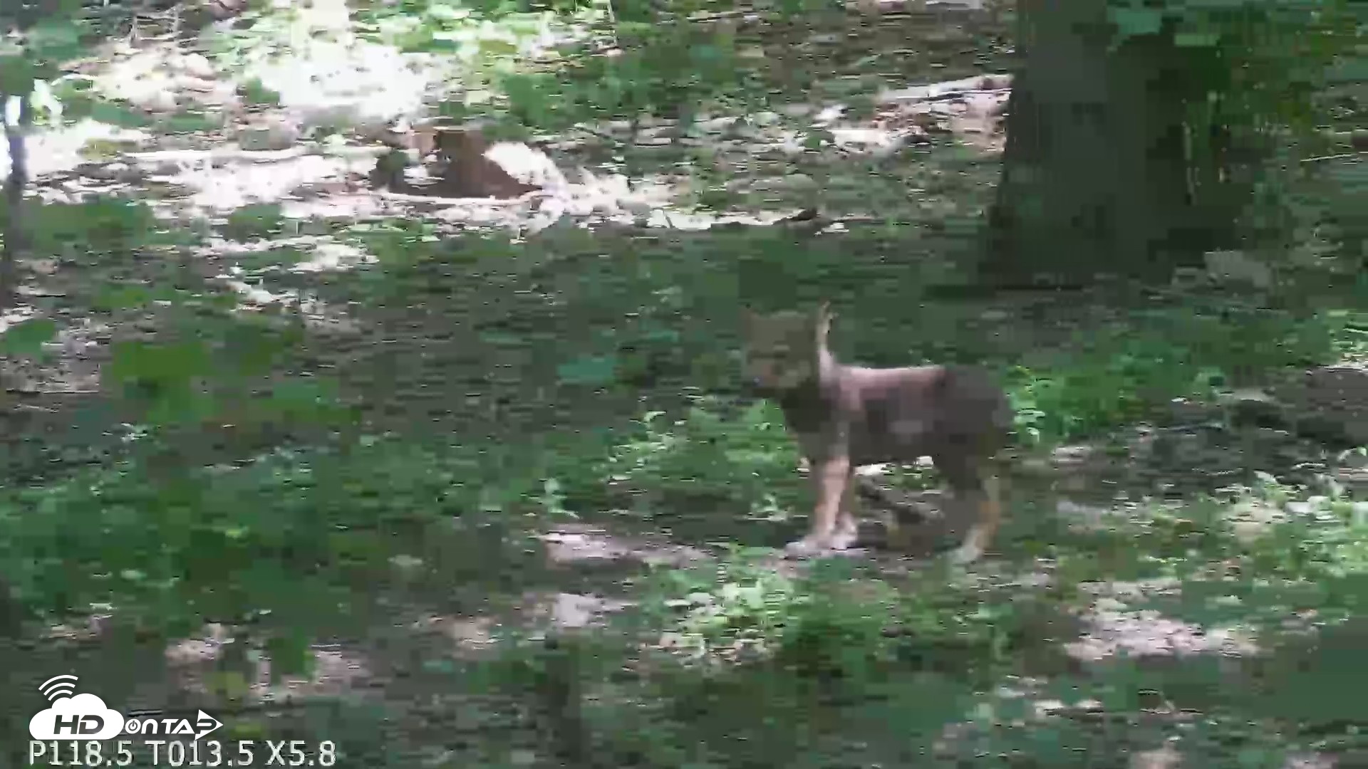 Snapshot of Off-Exhibit Red Wolves Live Cam | Wolf Center taken Jun 8, 2026, 11:06am EDT
