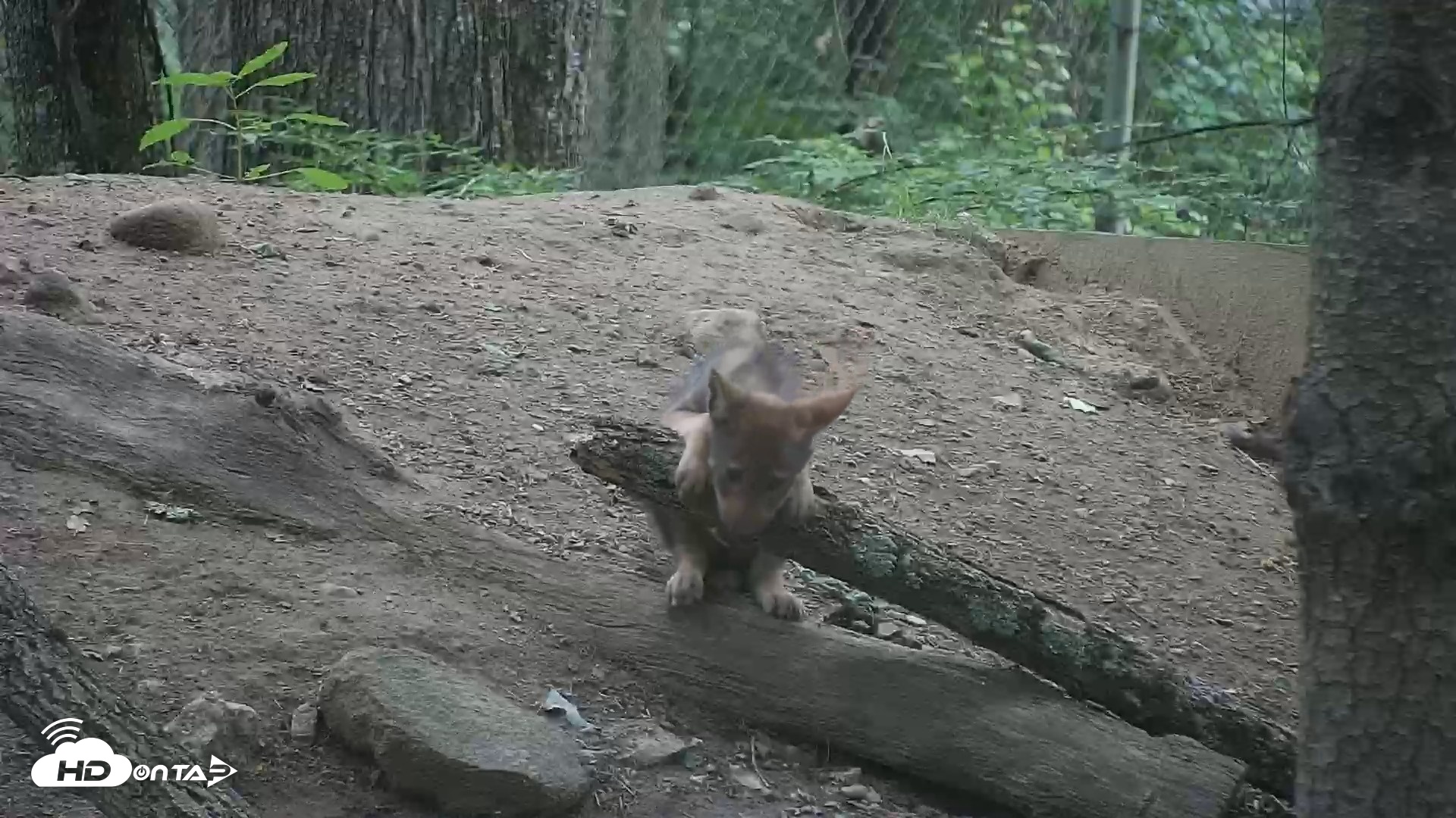 Snapshot of Off-Exhibit Red Wolves Live Cam | Wolf Center taken Jun 22, 2026, 9:21am EDT