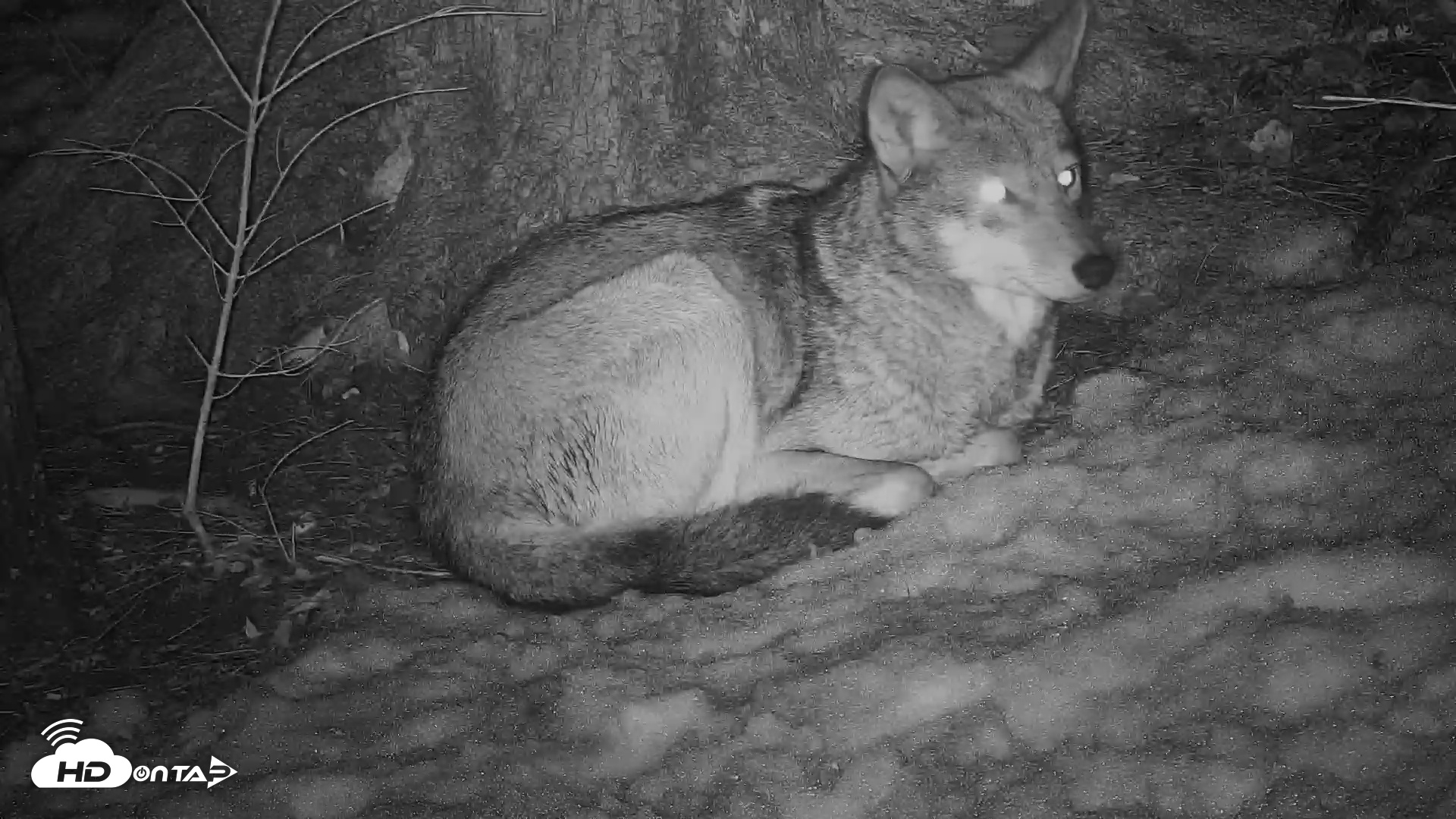 Snapshot of Off-Exhibit Red Wolves Live Cam | Wolf Center taken Mar 6, 2026, 10:32pm EST