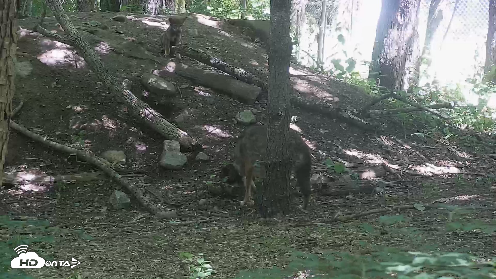 Snapshot of Off-Exhibit Red Wolves Live Cam | Wolf Center taken Jun 16, 2026, 11:14am EDT