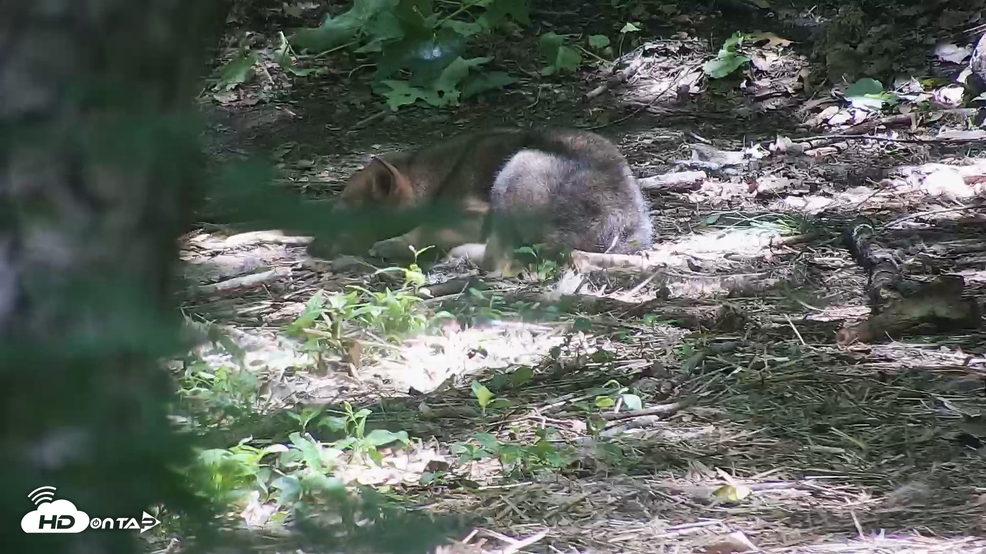 Snapshot of Off-Exhibit Red Wolves Live Cam | Wolf Center taken Jun 8, 2026, 11:47am EDT
