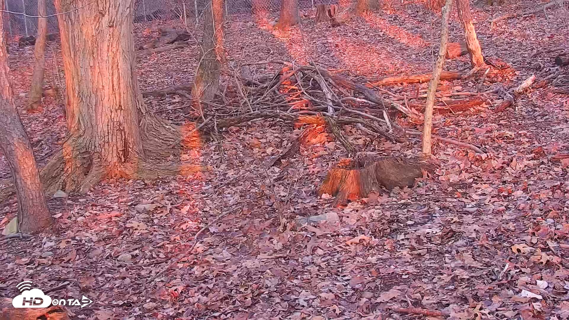 Snapshot of Off-Exhibit Red Wolves Live Cam | Wolf Center taken Dec 3, 2025, 4:19pm EST