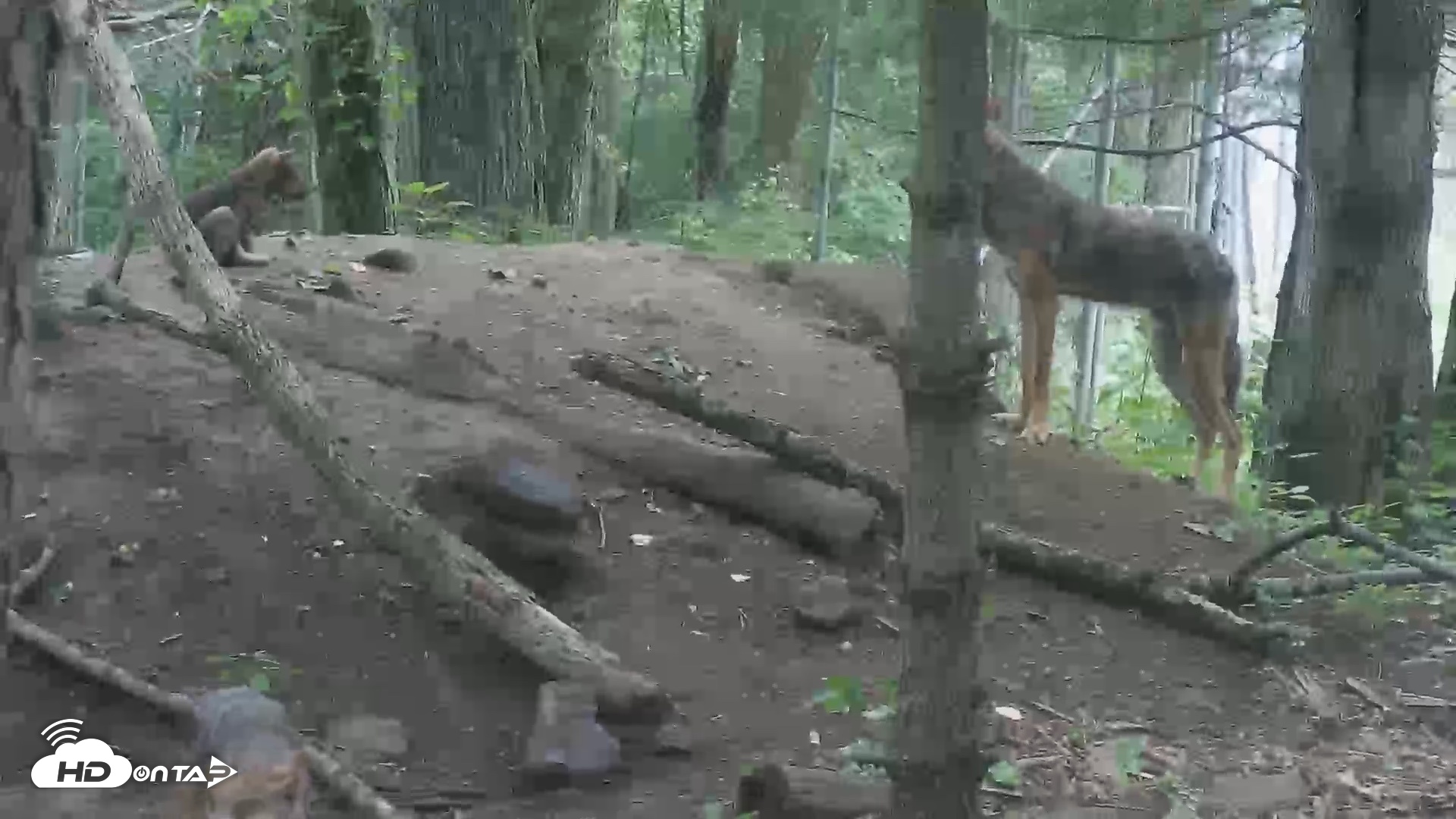 Snapshot of Off-Exhibit Red Wolves Live Cam | Wolf Center taken Jun 18, 2026, 10:55am EDT