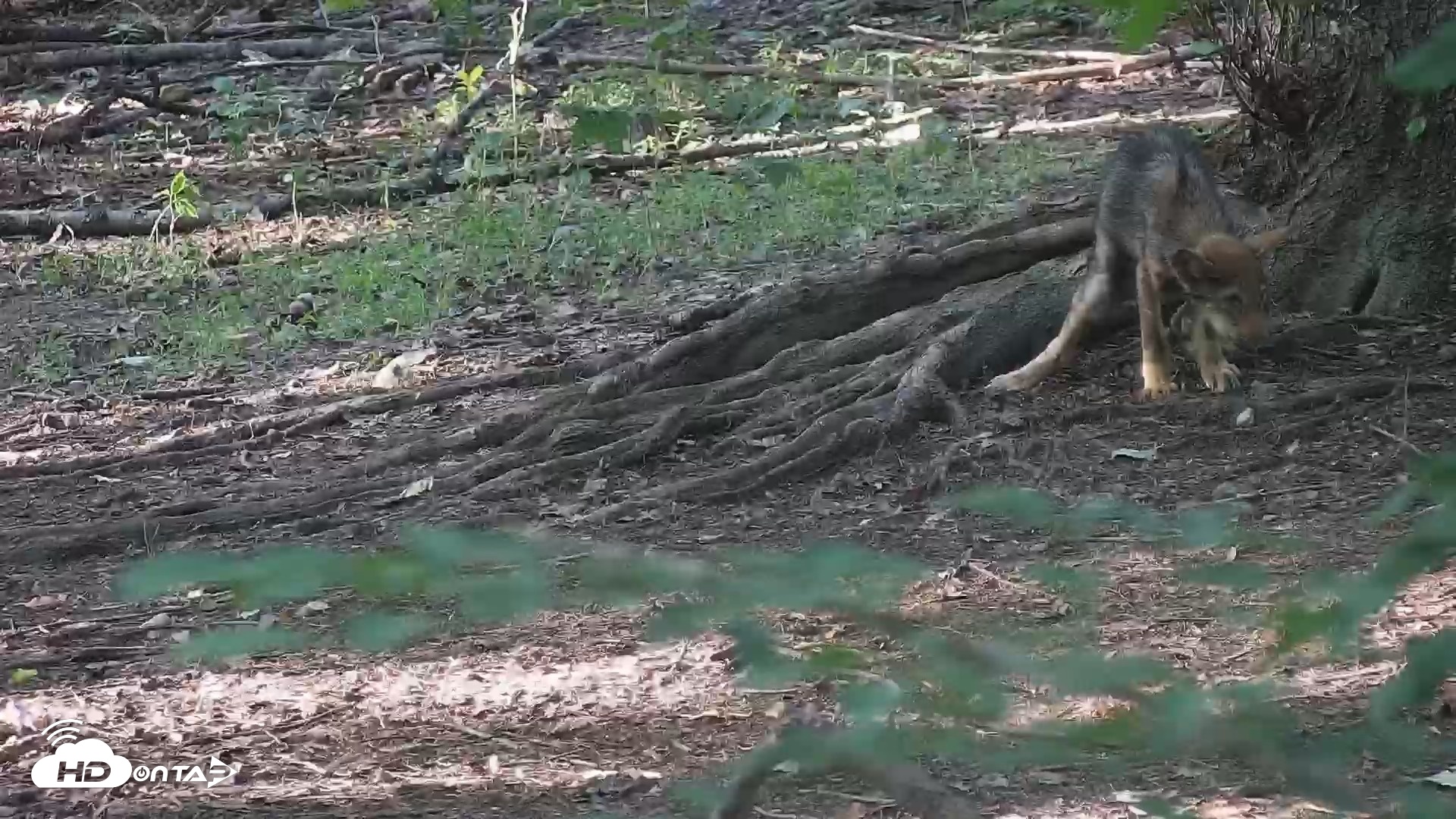 Snapshot of Off-Exhibit Red Wolves Live Cam | Wolf Center taken Jul 23, 2026, 6:32pm EDT