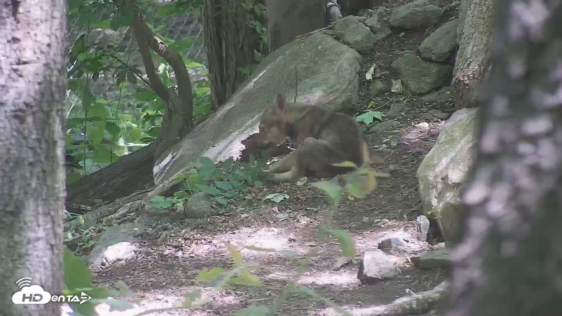 Snapshot of Off-Exhibit Red Wolves Live Cam | Wolf Center taken Jun 8, 2026, 11:24am EDT