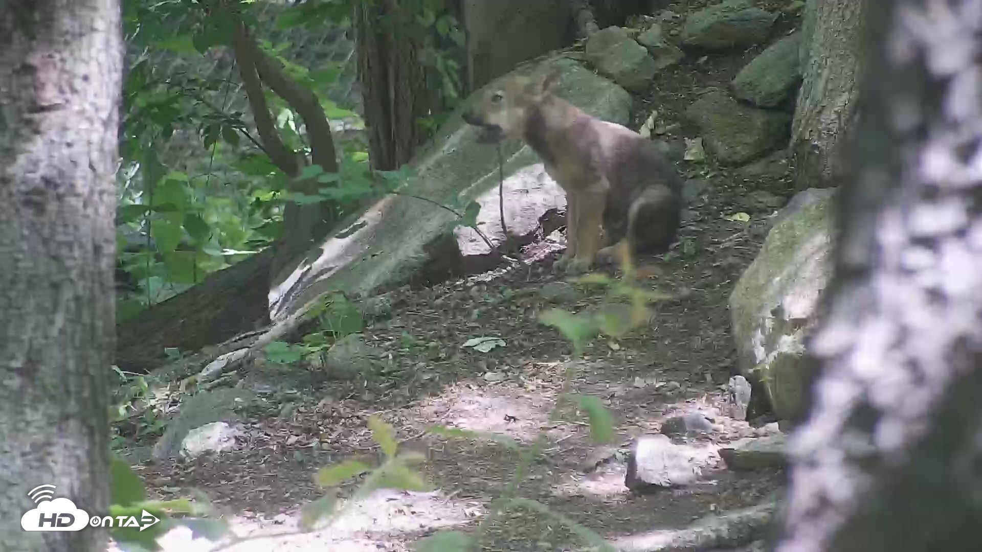Snapshot of Off-Exhibit Red Wolves Live Cam | Wolf Center taken Jun 8, 2026, 11:25am EDT