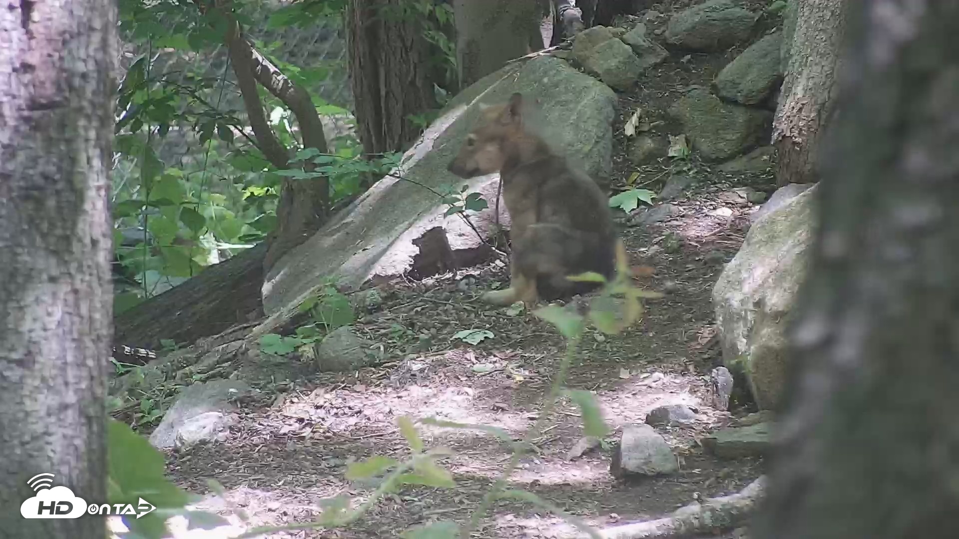 Snapshot of Off-Exhibit Red Wolves Live Cam | Wolf Center taken Jun 8, 2026, 11:23am EDT