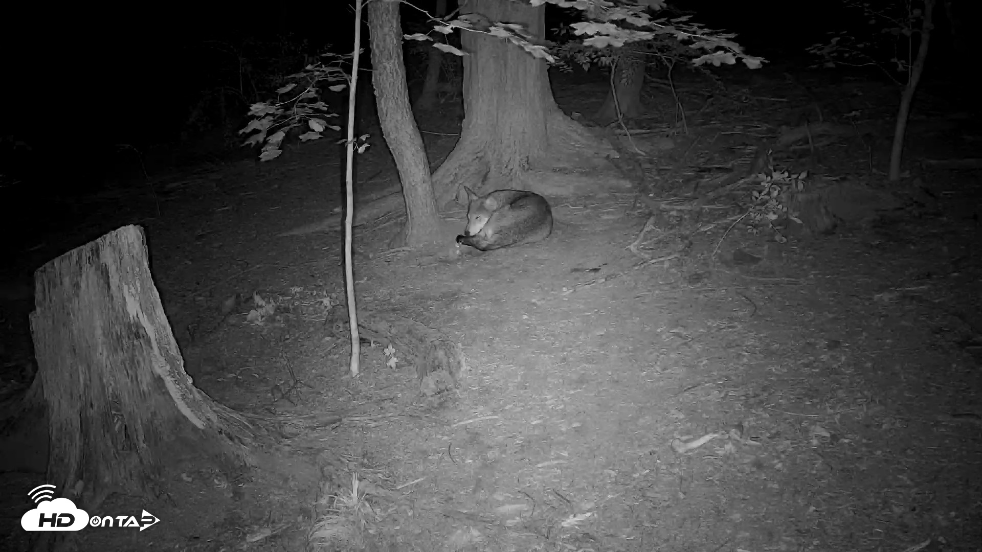 Snapshot of Off-Exhibit Red Wolves Live Cam | Wolf Center taken Aug 15, 2026, 8:59pm EDT