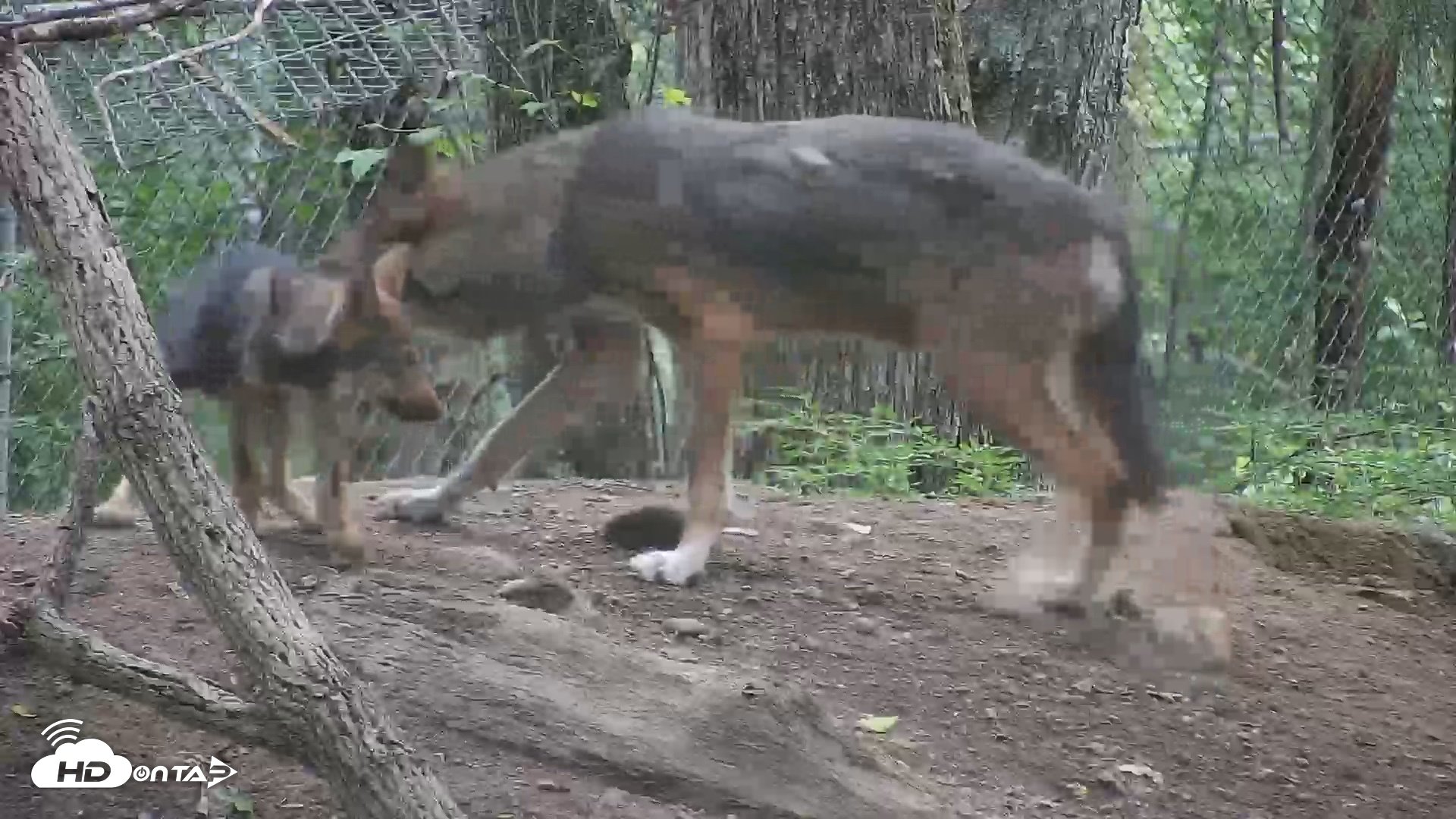 Snapshot of Off-Exhibit Red Wolves Live Cam | Wolf Center taken Jul 13, 2026, 9:43am EDT