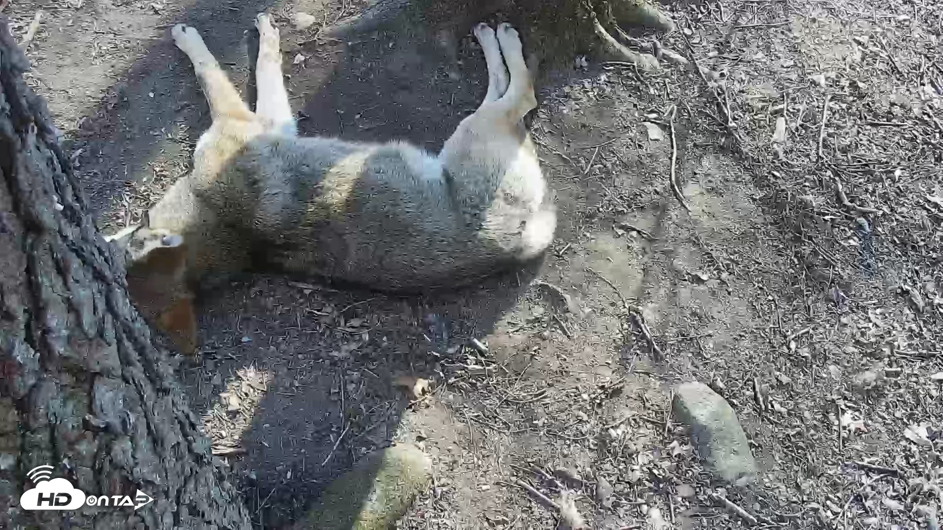 Snapshot of Off-Exhibit Red Wolves Live Cam | Wolf Center taken Apr 11, 2026, 4:58pm EDT