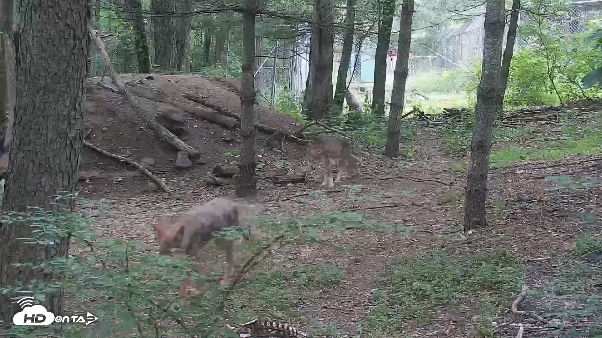 Snapshot of Off-Exhibit Red Wolves Live Cam | Wolf Center taken Jun 18, 2026, 10:53am EDT