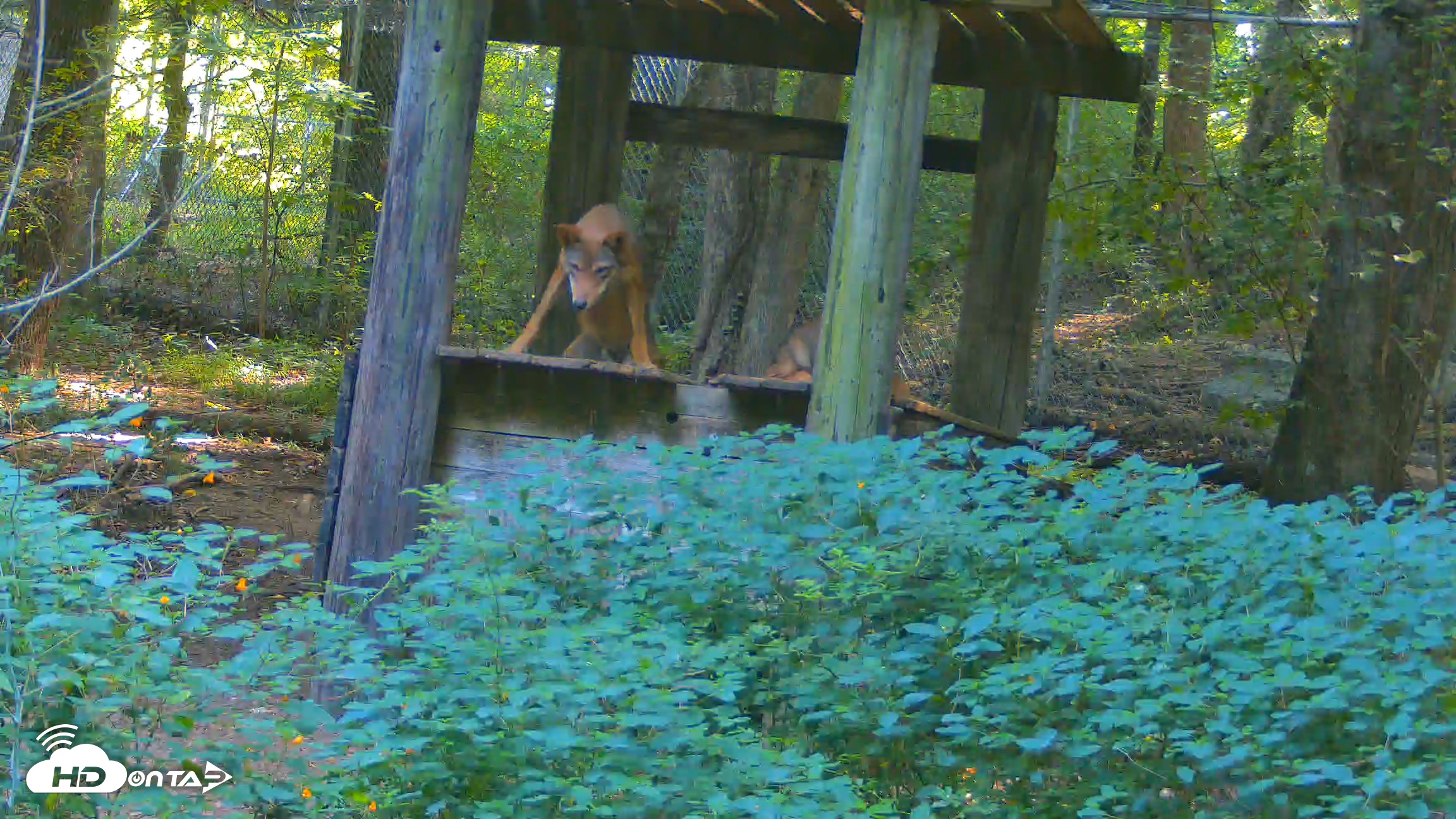 Snapshot of Off-Exhibit Red Wolves Live Cam | Wolf Center taken Aug 16, 2026, 10:02am EDT