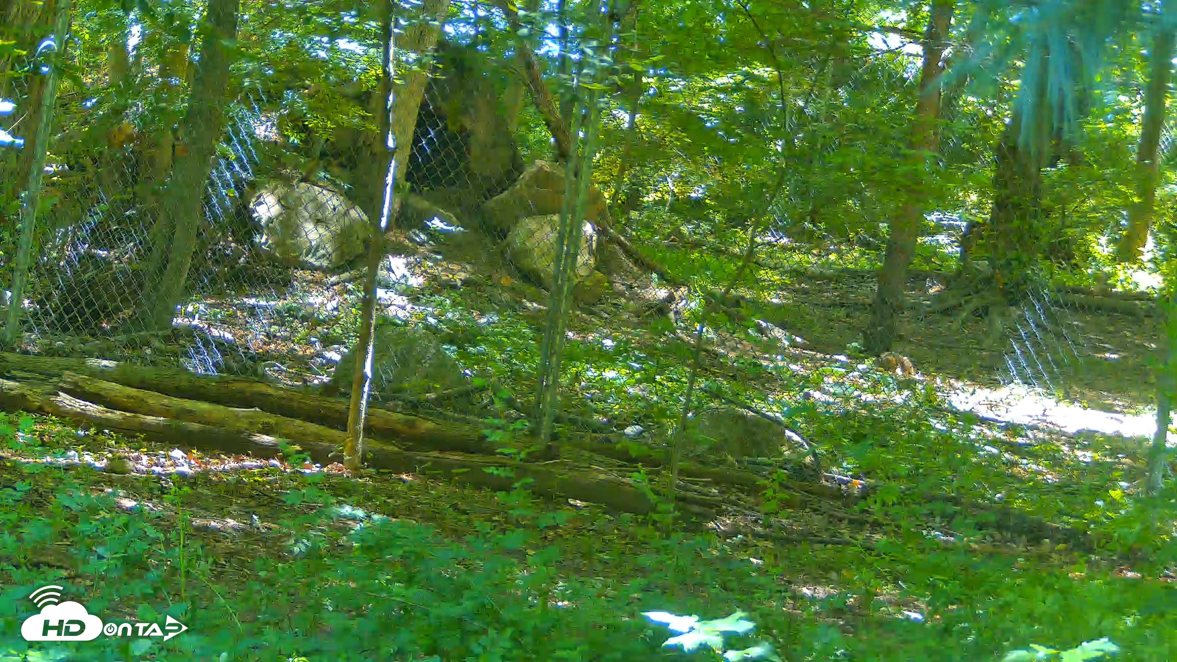 Snapshot of Off-Exhibit Red Wolves Live Cam | Wolf Center taken Jun 8, 2026, 11:46am EDT
