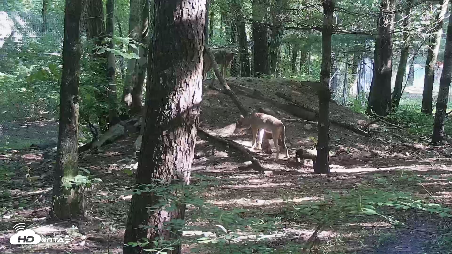 Snapshot of Off-Exhibit Red Wolves Live Cam | Wolf Center taken Jul 8, 2026, 9:21am EDT