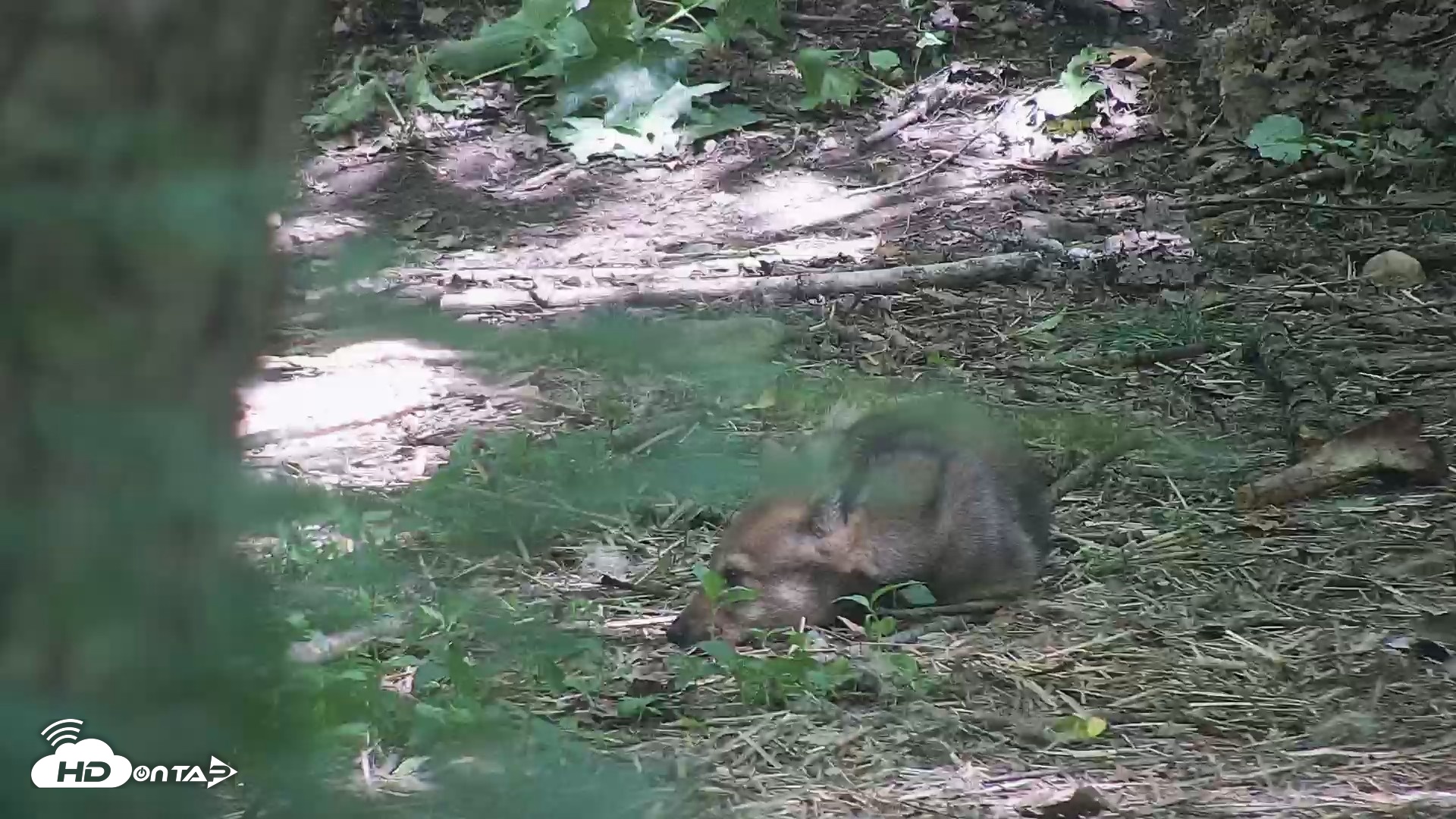 Snapshot of Off-Exhibit Red Wolves Live Cam | Wolf Center taken Jun 8, 2026, 11:36am EDT