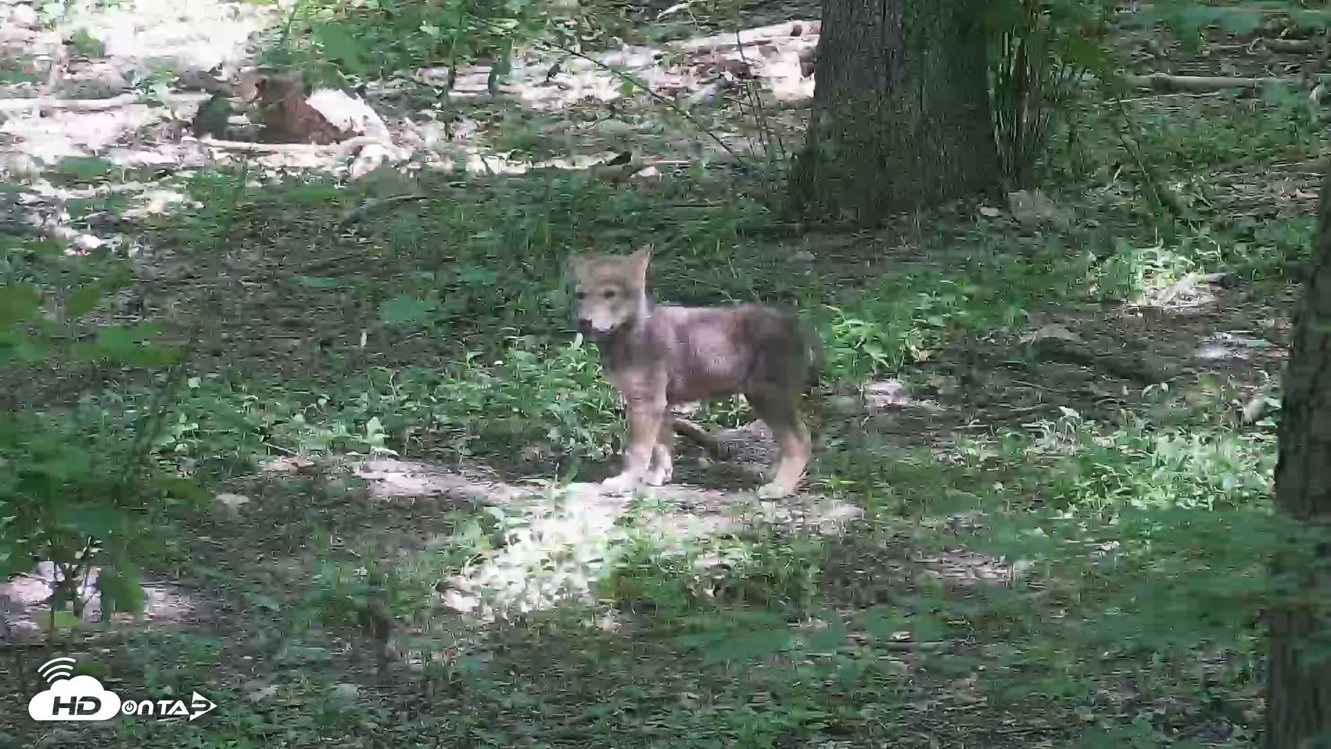 Snapshot of Off-Exhibit Red Wolves Live Cam | Wolf Center taken Jun 8, 2026, 11:06am EDT