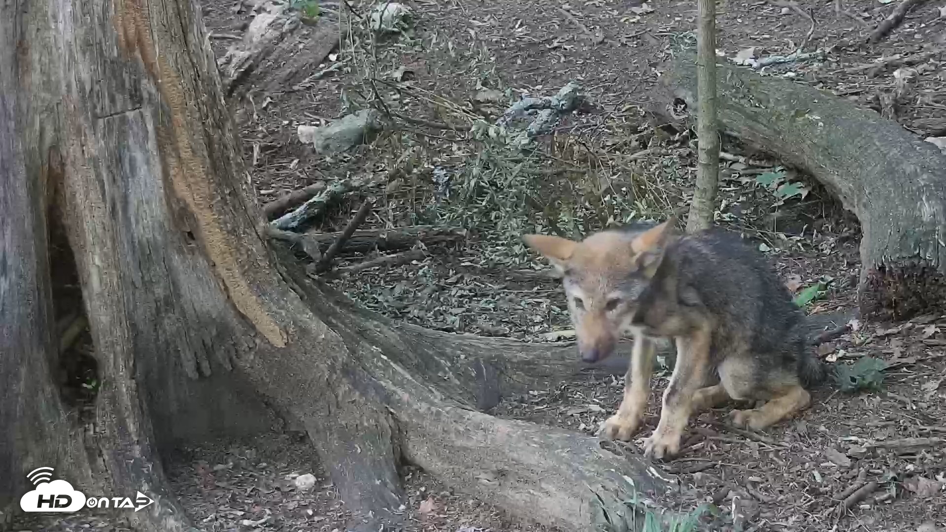 Snapshot of Off-Exhibit Red Wolves Live Cam | Wolf Center taken Jul 23, 2026, 6:35pm EDT