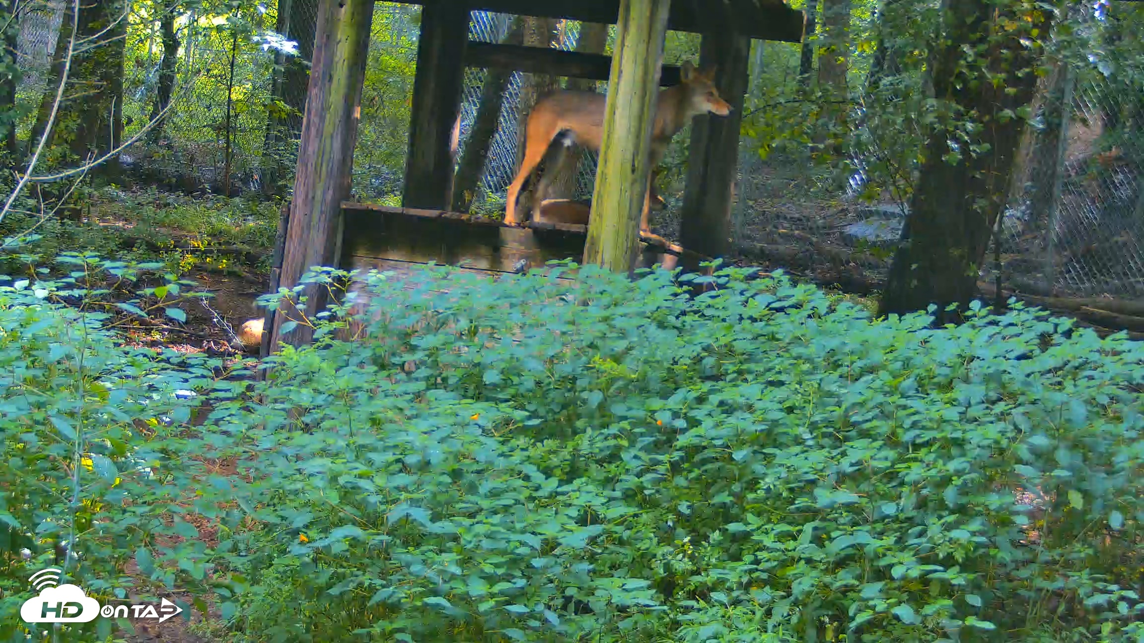 Snapshot of Off-Exhibit Red Wolves Live Cam | Wolf Center taken Aug 6, 2026, 10:11am EDT