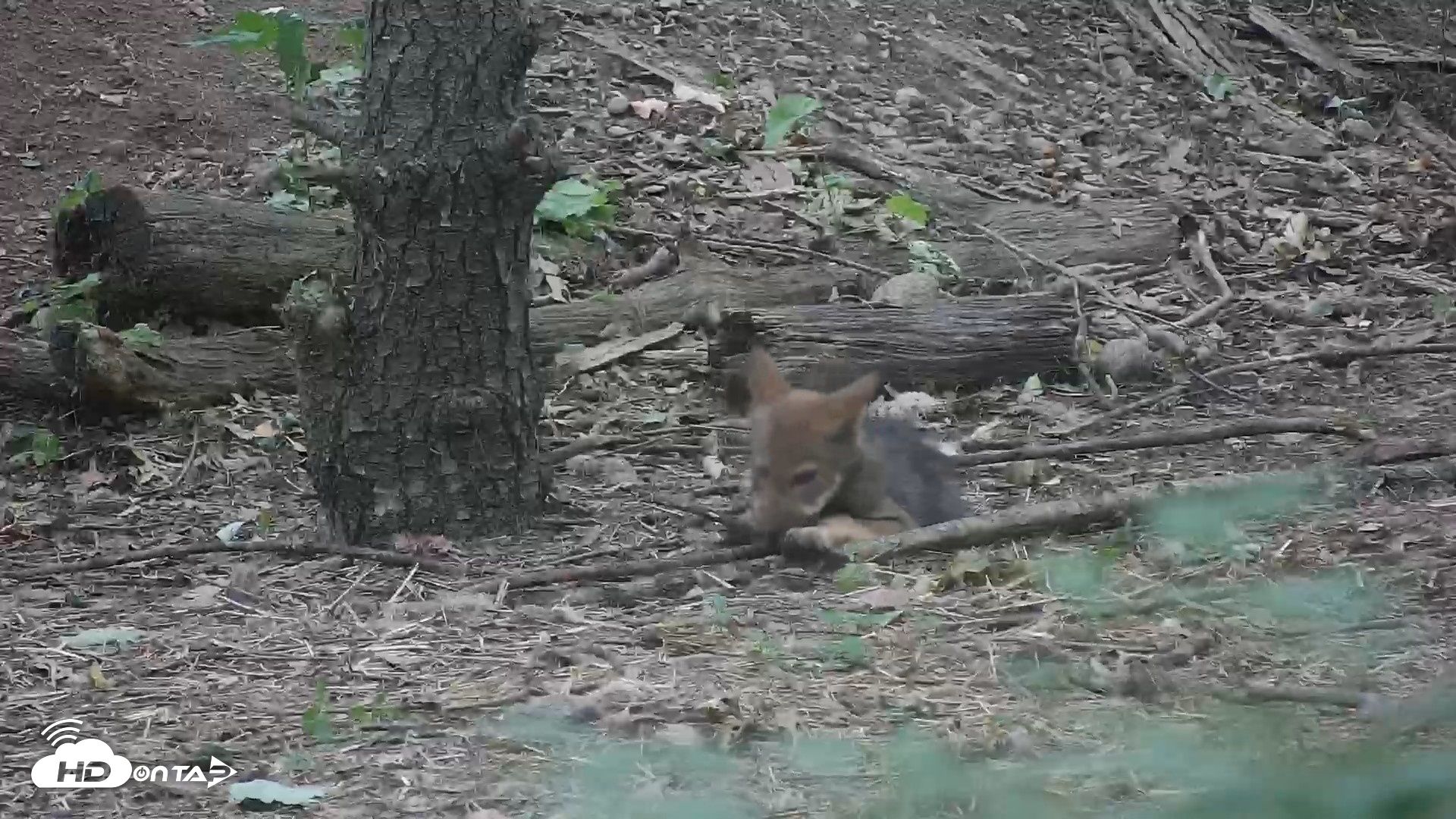 Snapshot of Off-Exhibit Red Wolves Live Cam | Wolf Center taken Jun 22, 2026, 9:26am EDT