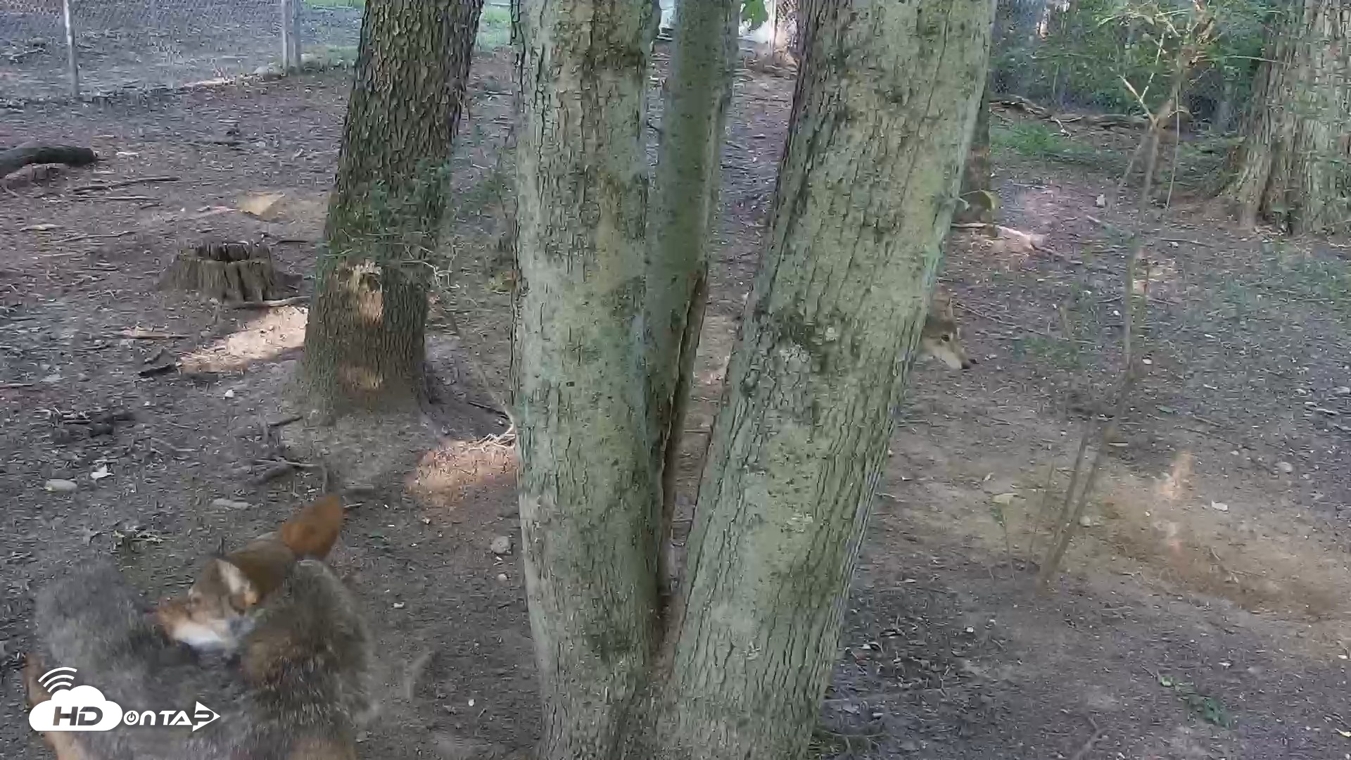 Snapshot of Off-Exhibit Red Wolves Live Cam | Wolf Center taken Jul 1, 2026, 7:48am EDT