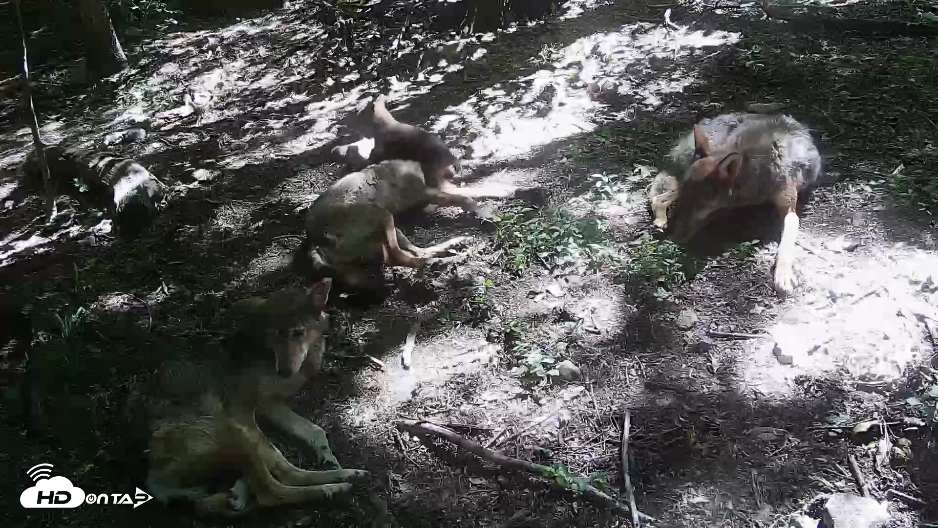 Snapshot of Off-Exhibit Red Wolves Live Cam | Wolf Center taken Jun 8, 2026, 11:10am EDT