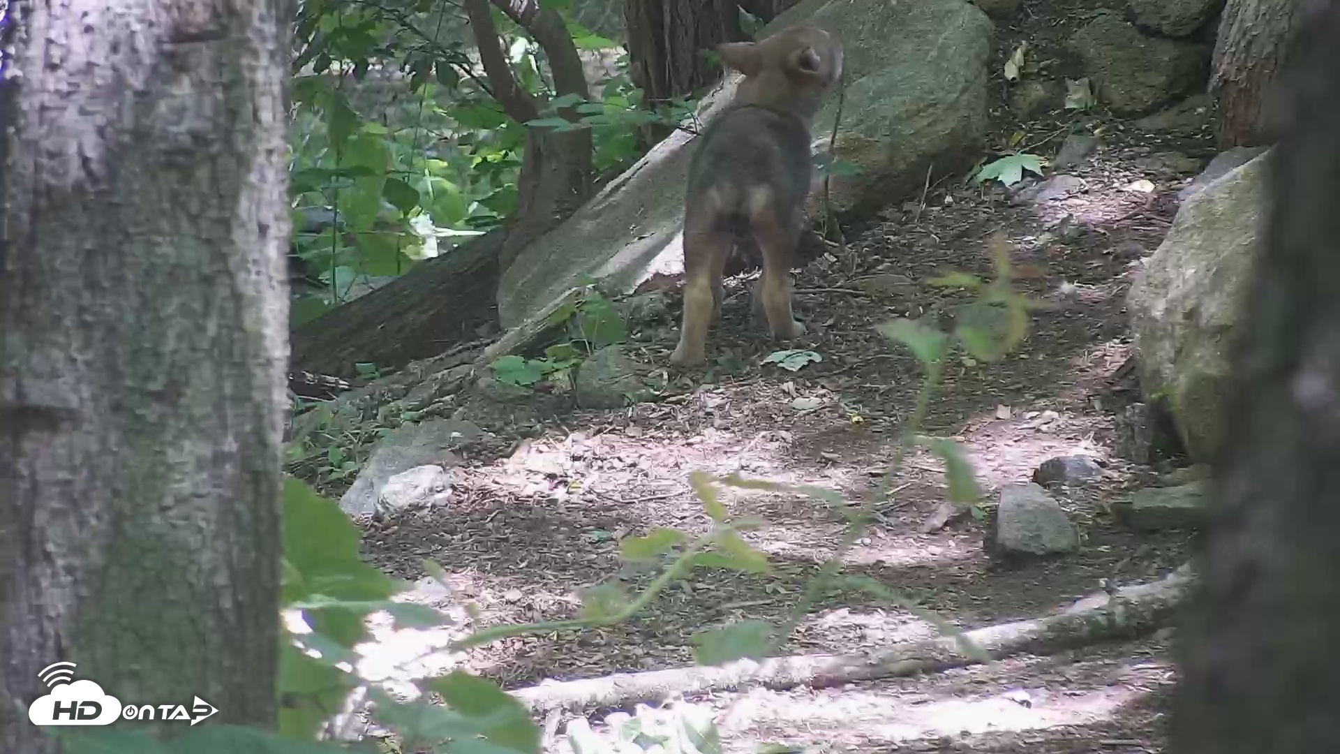 Snapshot of Off-Exhibit Red Wolves Live Cam | Wolf Center taken Jun 8, 2026, 11:22am EDT
