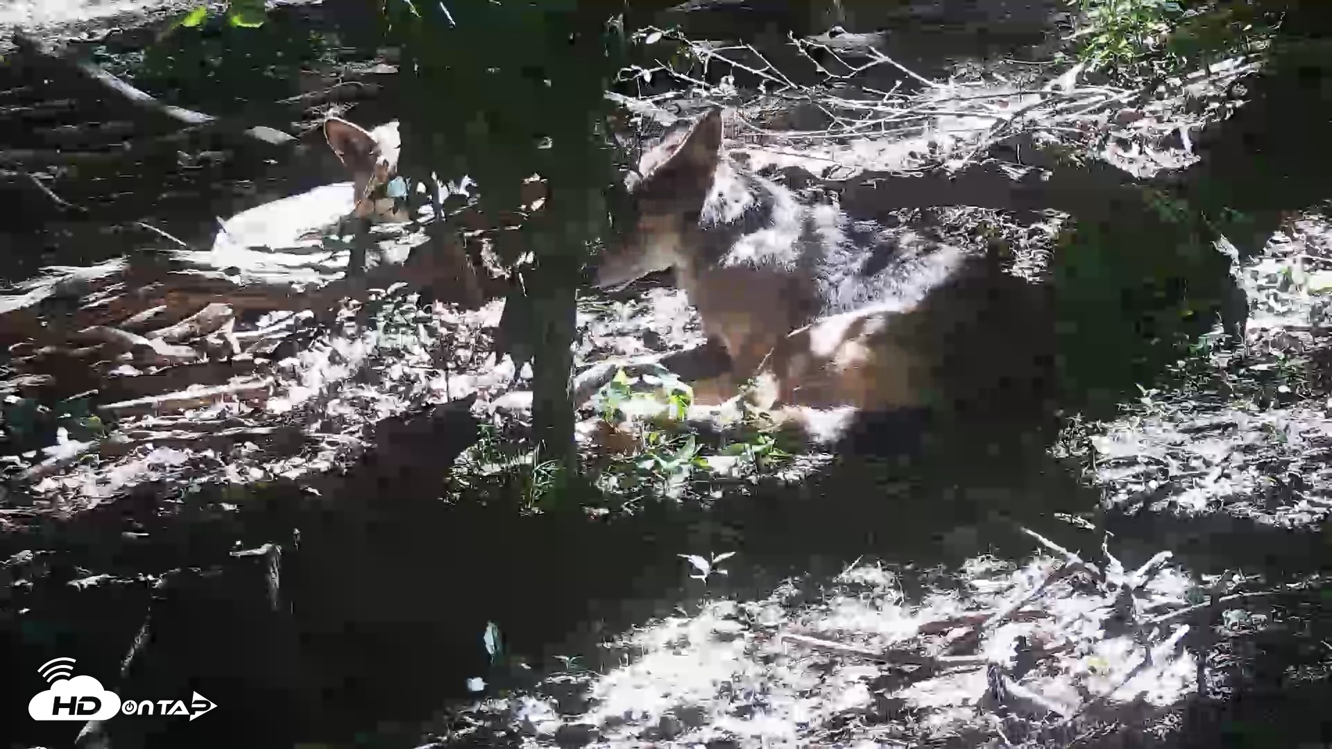 Snapshot of Off-Exhibit Red Wolves Live Cam | Wolf Center taken Jun 8, 2026, 11:27am EDT