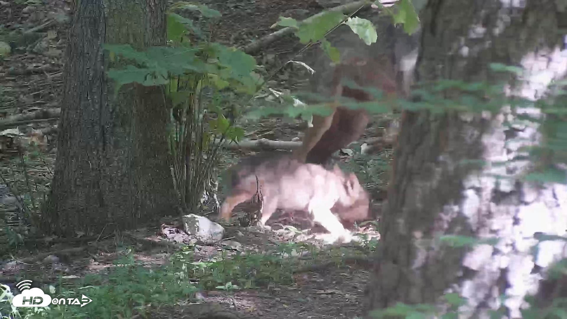 Snapshot of Off-Exhibit Red Wolves Live Cam | Wolf Center taken Jun 16, 2026, 10:28am EDT