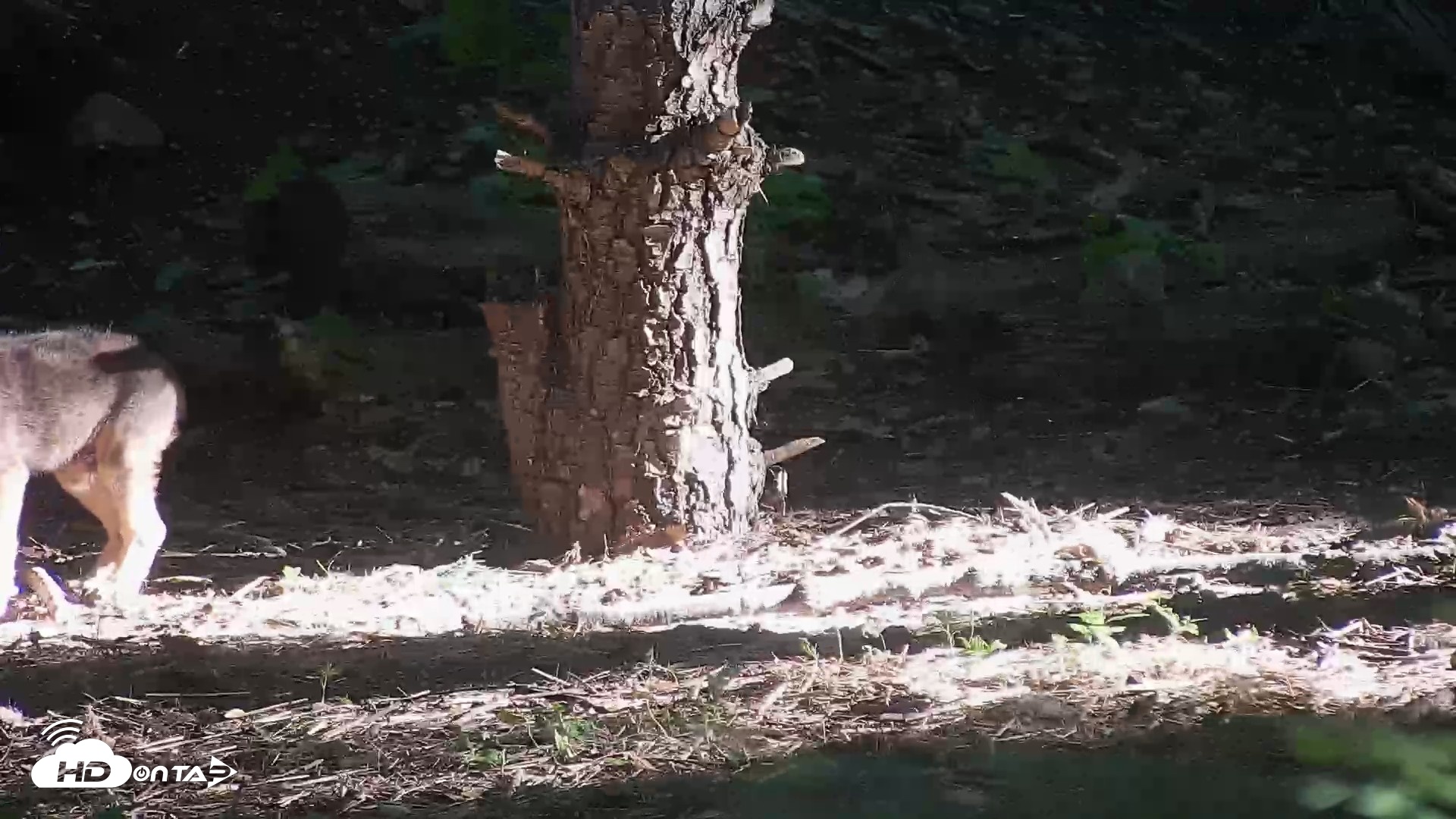 Snapshot of Off-Exhibit Red Wolves Live Cam | Wolf Center taken Jun 16, 2026, 7:51am EDT