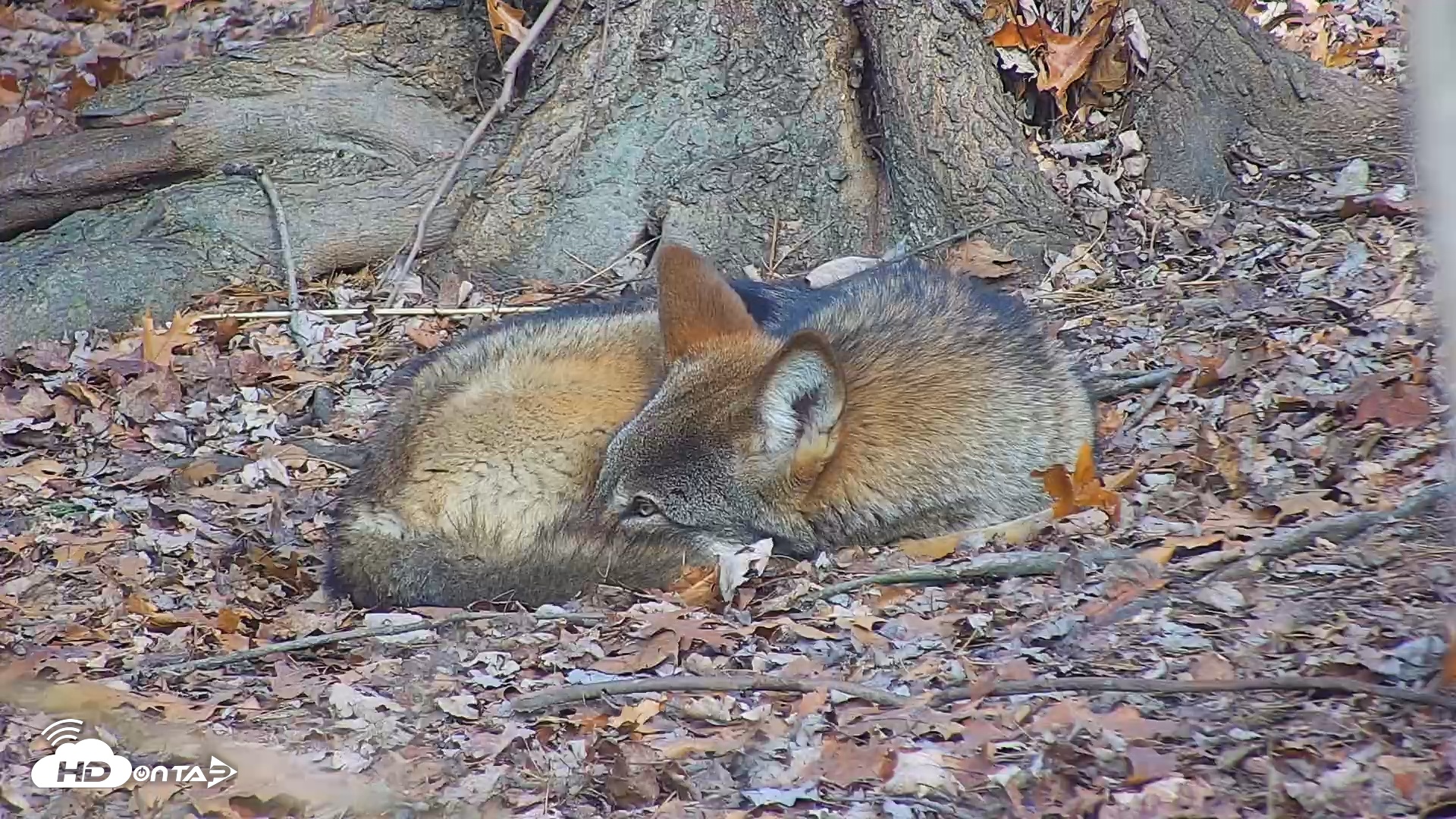 Snapshot of Off-Exhibit Red Wolves Live Cam | Wolf Center taken Dec 7, 2025, 11:42am EST