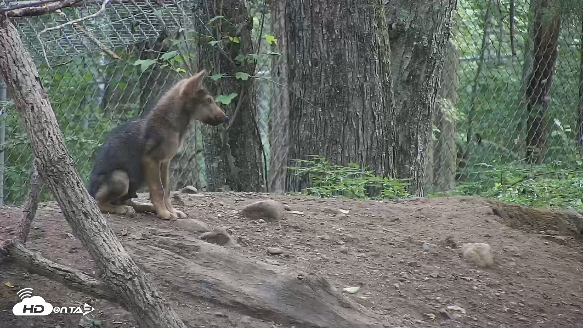 Snapshot of Off-Exhibit Red Wolves Live Cam | Wolf Center taken Jul 13, 2026, 9:43am EDT