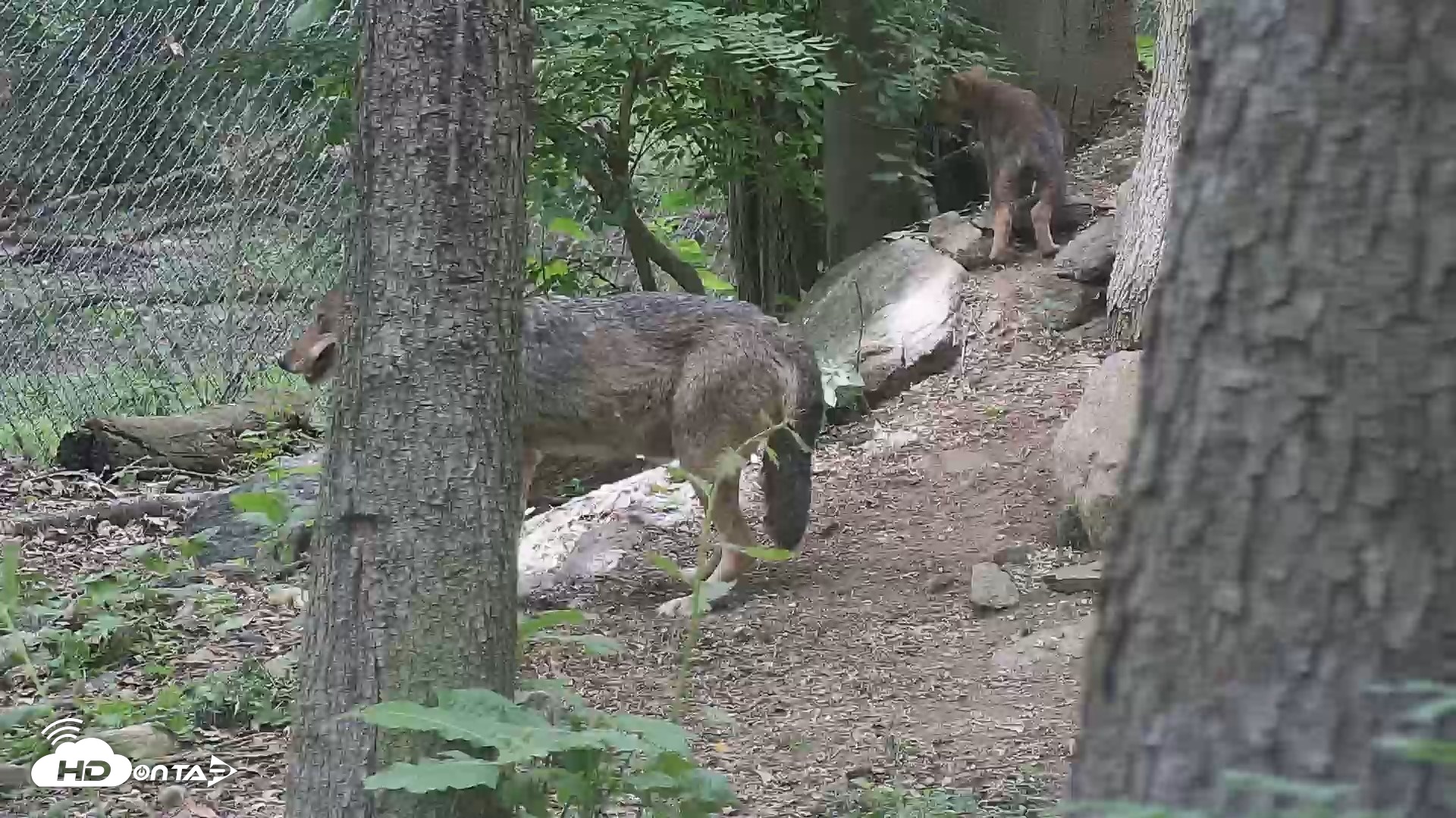 Snapshot of Off-Exhibit Red Wolves Live Cam | Wolf Center taken Jun 5, 2026, 2:06pm EDT