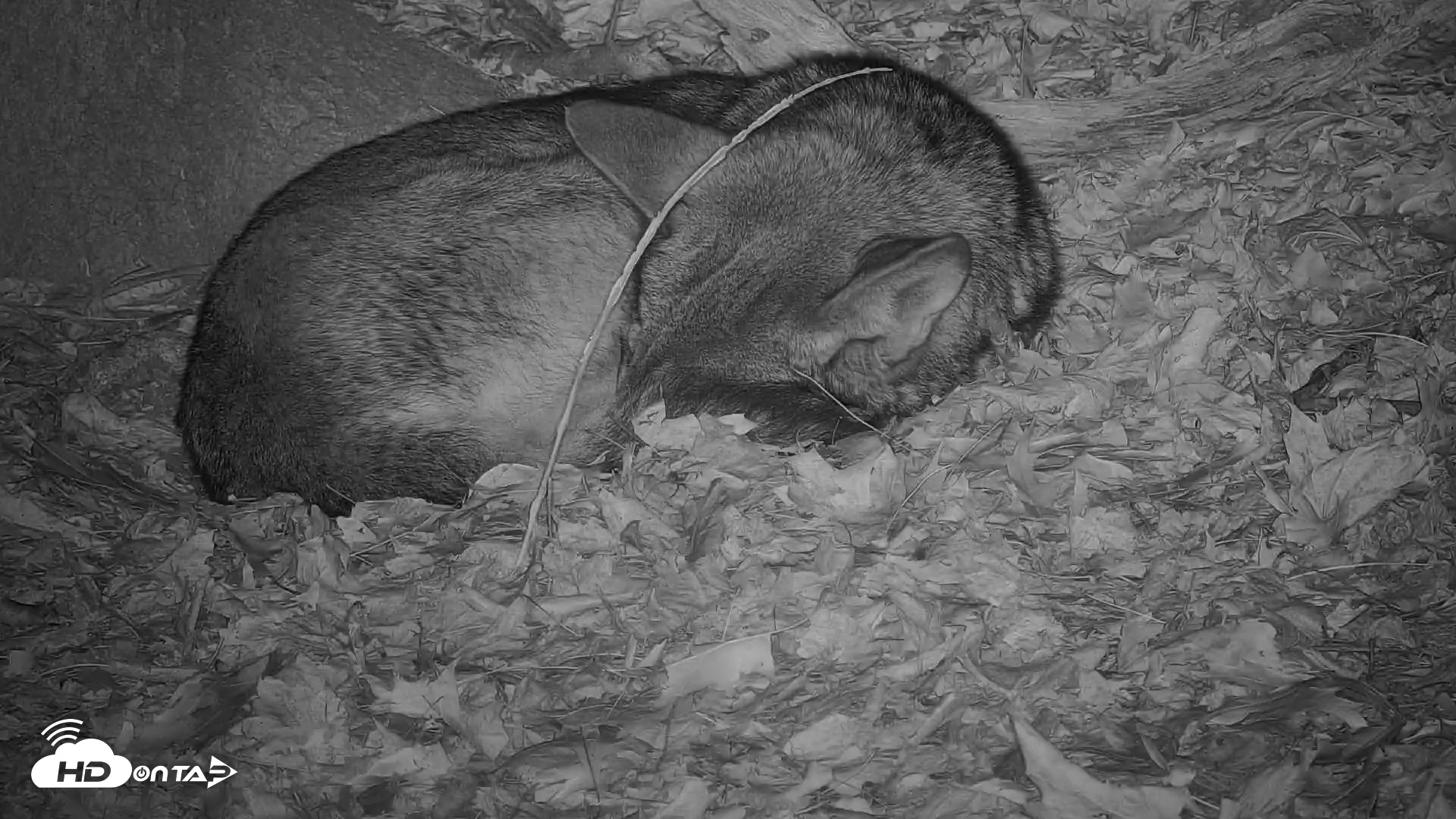 Snapshot of Off-Exhibit Red Wolves Live Cam | Wolf Center taken Dec 9, 2025, 12:08am EST