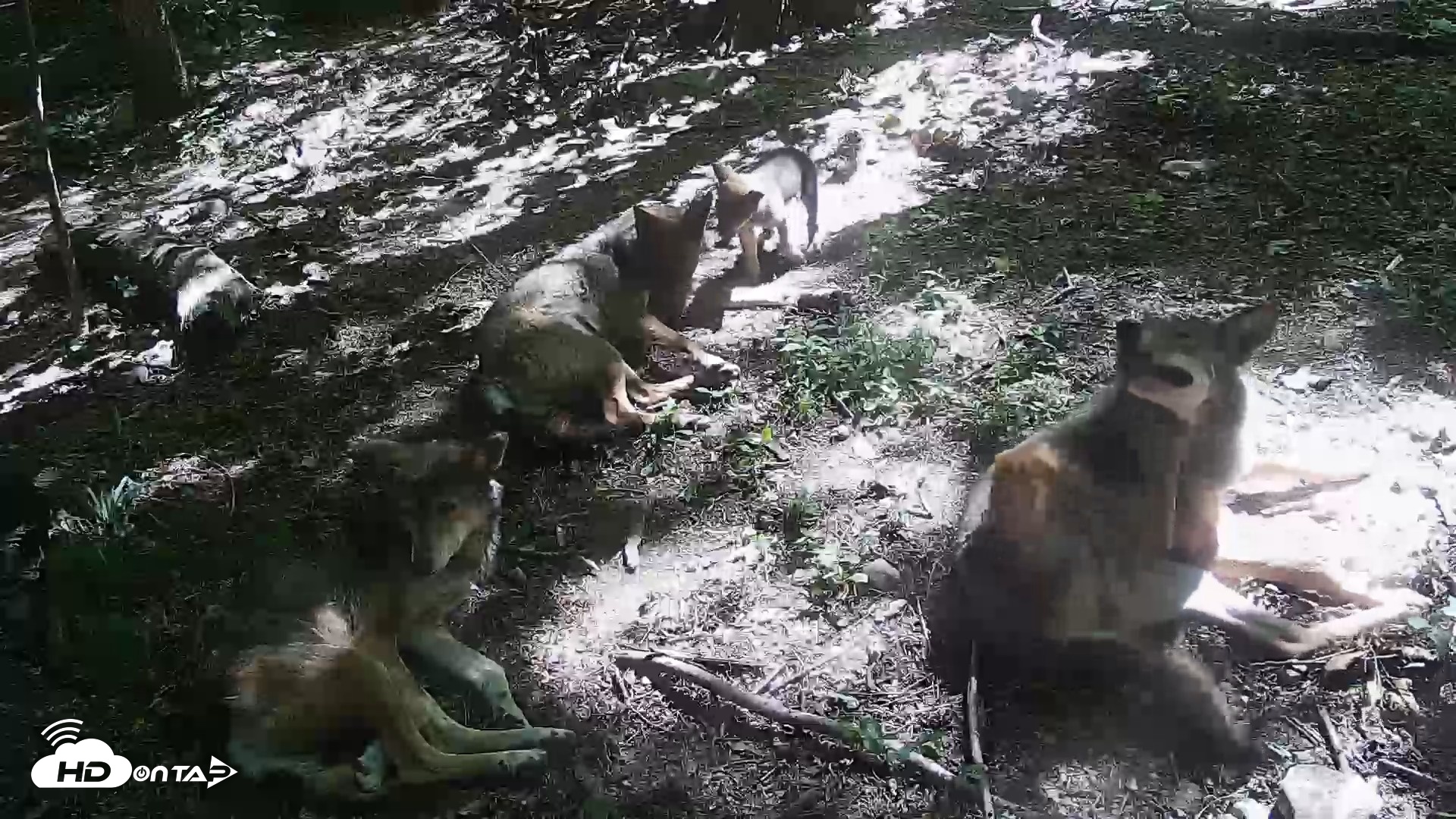 Snapshot of Off-Exhibit Red Wolves Live Cam | Wolf Center taken Jun 8, 2026, 11:09am EDT
