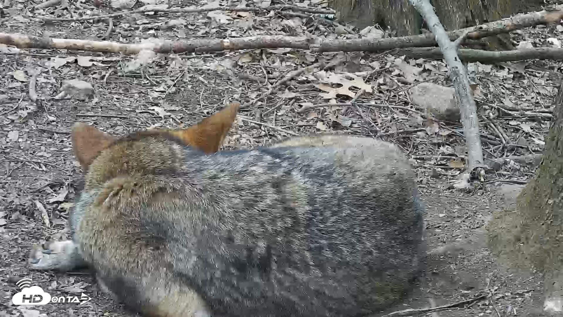 Snapshot of Off-Exhibit Red Wolves Live Cam | Wolf Center taken Apr 1, 2026, 3:47pm EDT