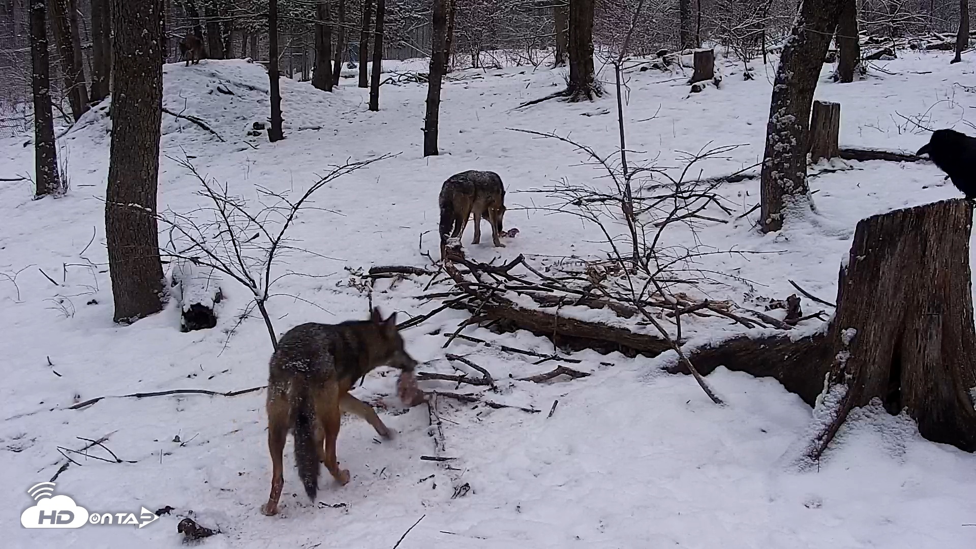 Snapshot of Off-Exhibit Red Wolves Live Cam | Wolf Center taken Jan 4, 2026, 7:34am EST