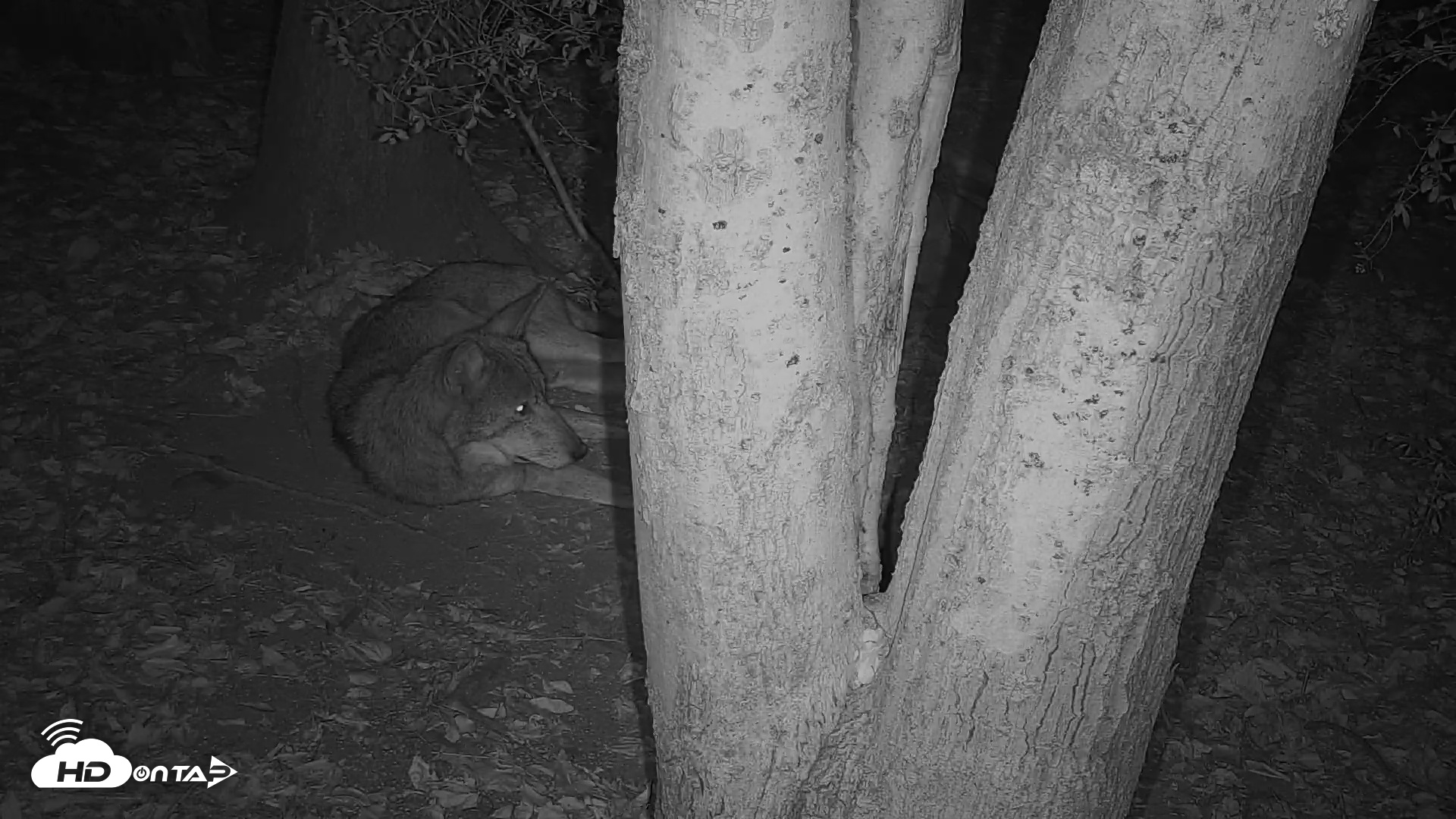 Snapshot of Off-Exhibit Red Wolves Live Cam | Wolf Center taken Oct 7, 2025, 11:05pm EDT