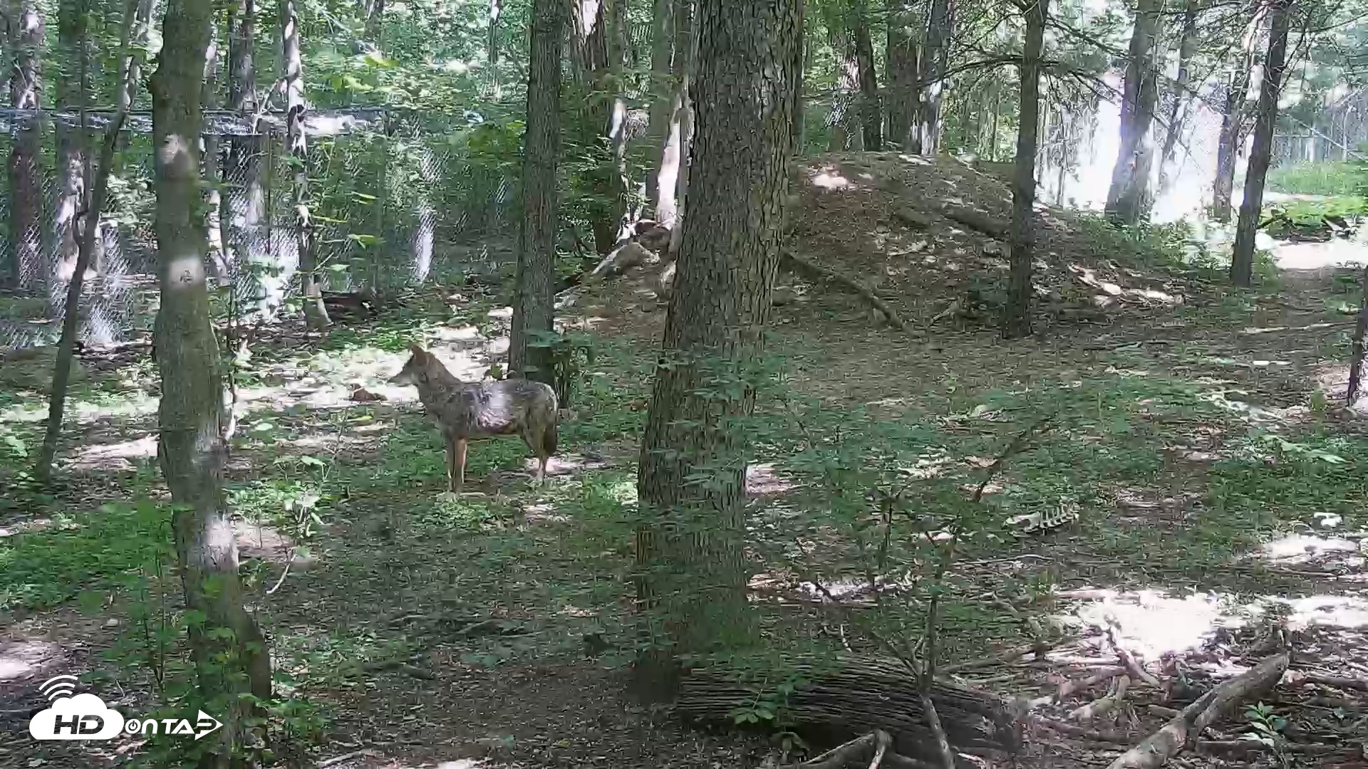 Snapshot of Off-Exhibit Red Wolves Live Cam | Wolf Center taken Jun 5, 2026, 11:11am EDT