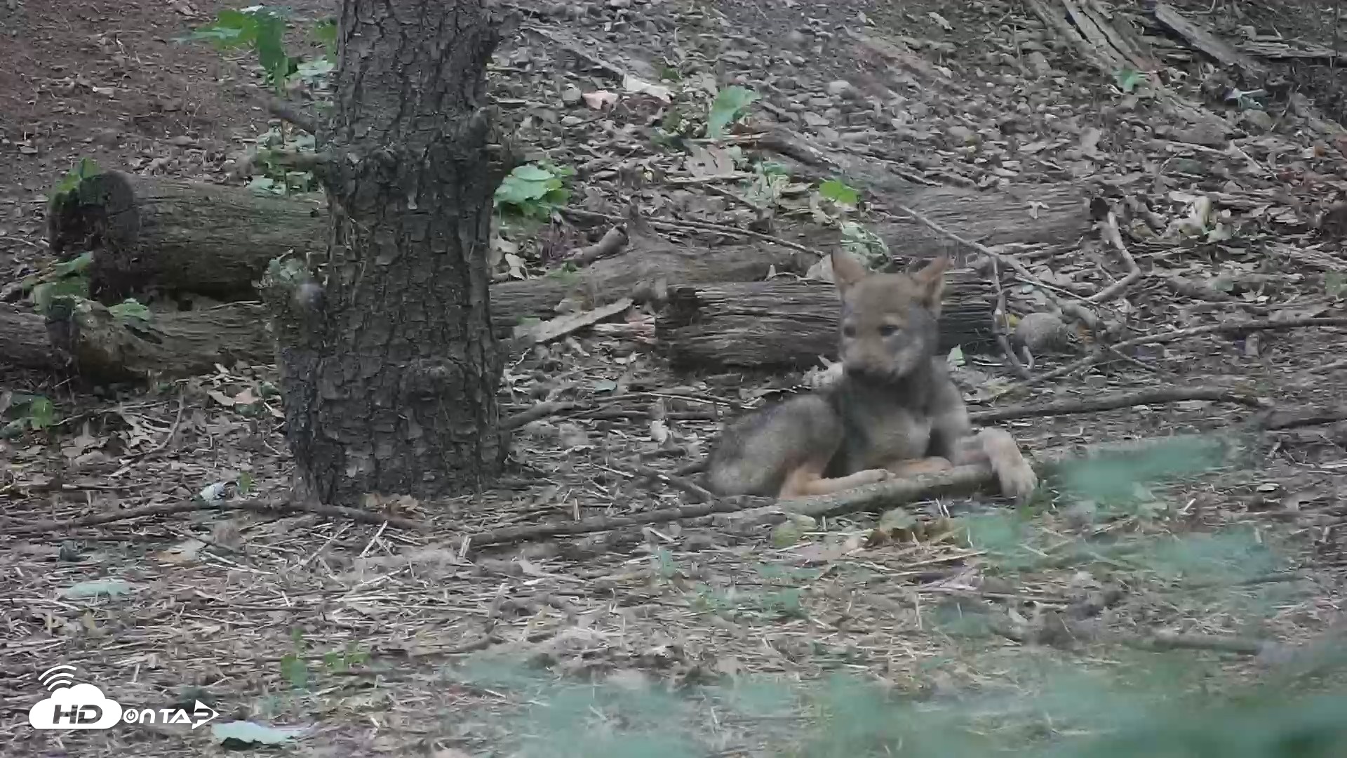 Snapshot of Off-Exhibit Red Wolves Live Cam | Wolf Center taken Jun 22, 2026, 9:35am EDT