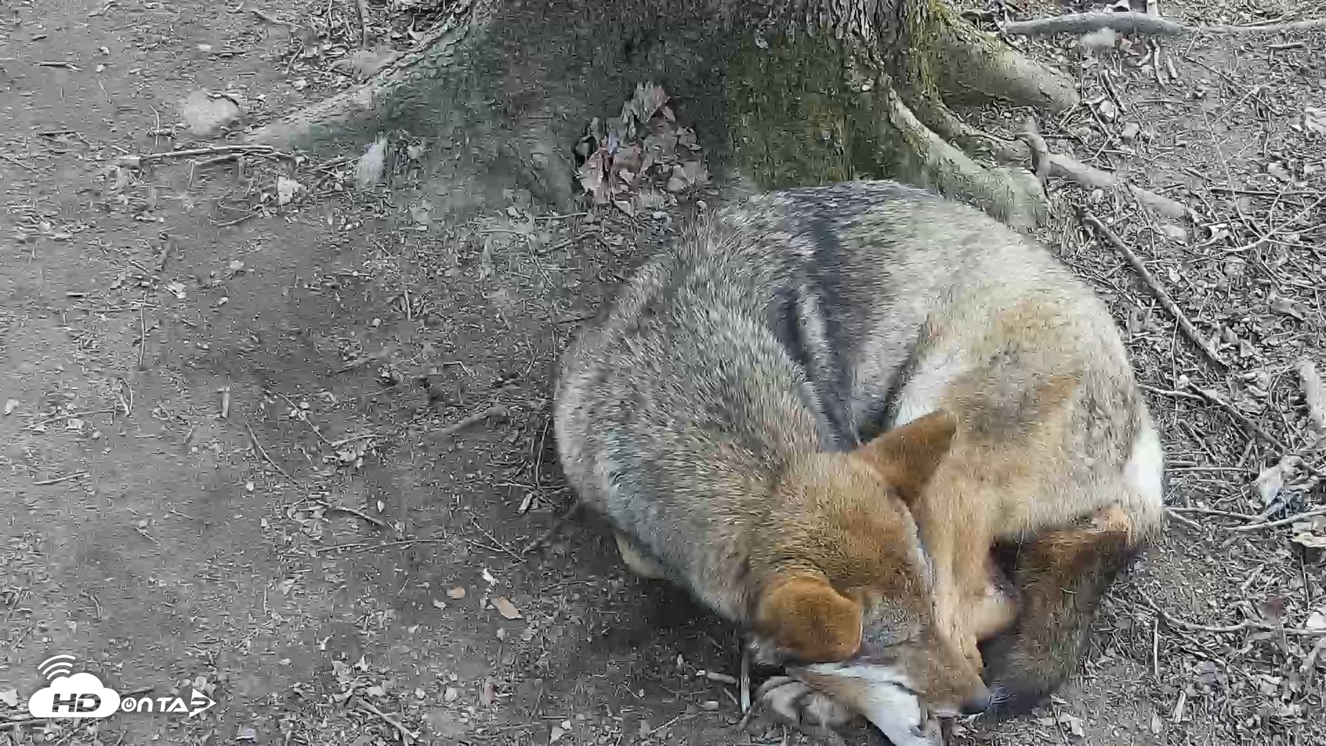 Snapshot of Off-Exhibit Red Wolves Live Cam | Wolf Center taken Apr 10, 2026, 4:42pm EDT