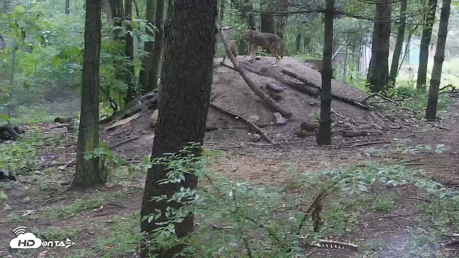 Snapshot of Off-Exhibit Red Wolves Live Cam | Wolf Center taken Jun 23, 2026, 9:29am EDT
