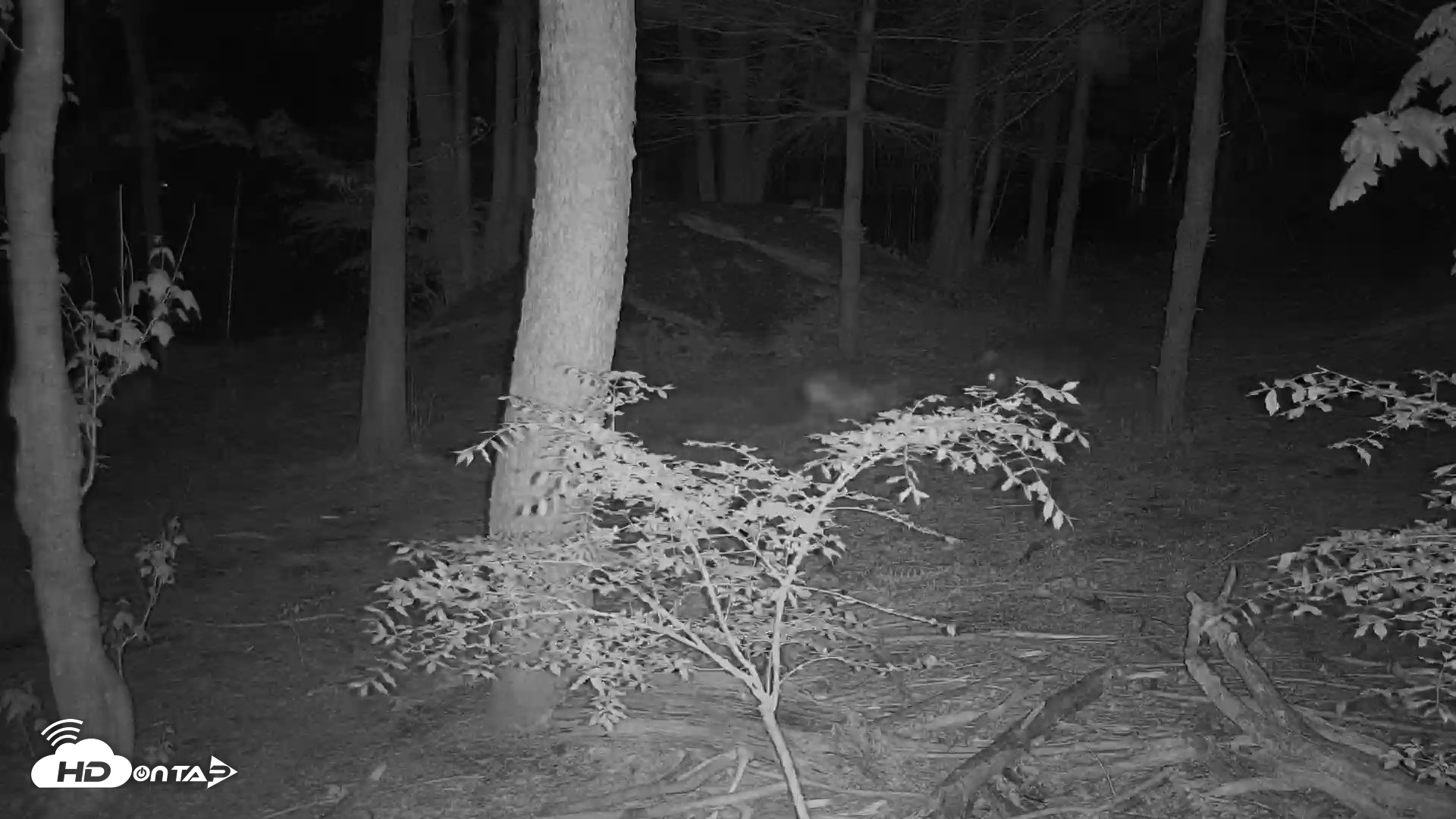 Snapshot of Off-Exhibit Red Wolves Live Cam | Wolf Center taken May 2, 2026, 9:01pm EDT