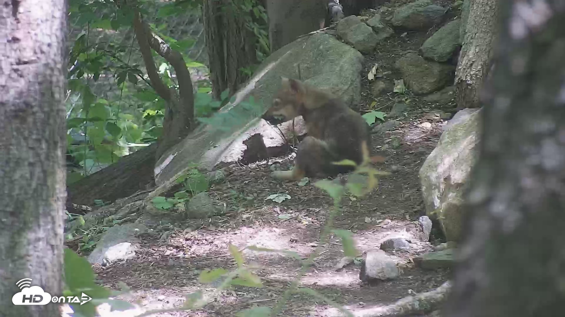 Snapshot of Off-Exhibit Red Wolves Live Cam | Wolf Center taken Jun 8, 2026, 11:24am EDT